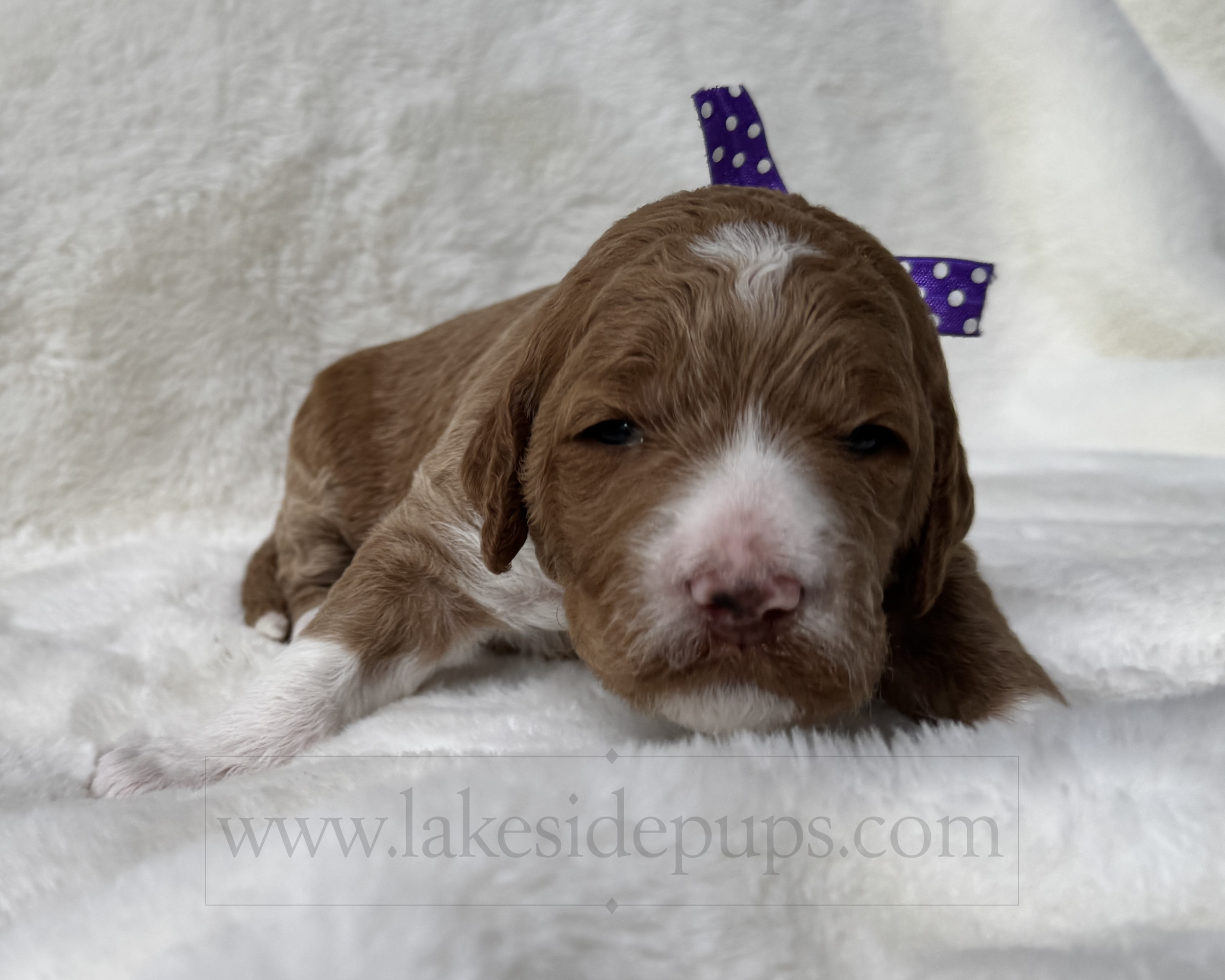 two weeks old