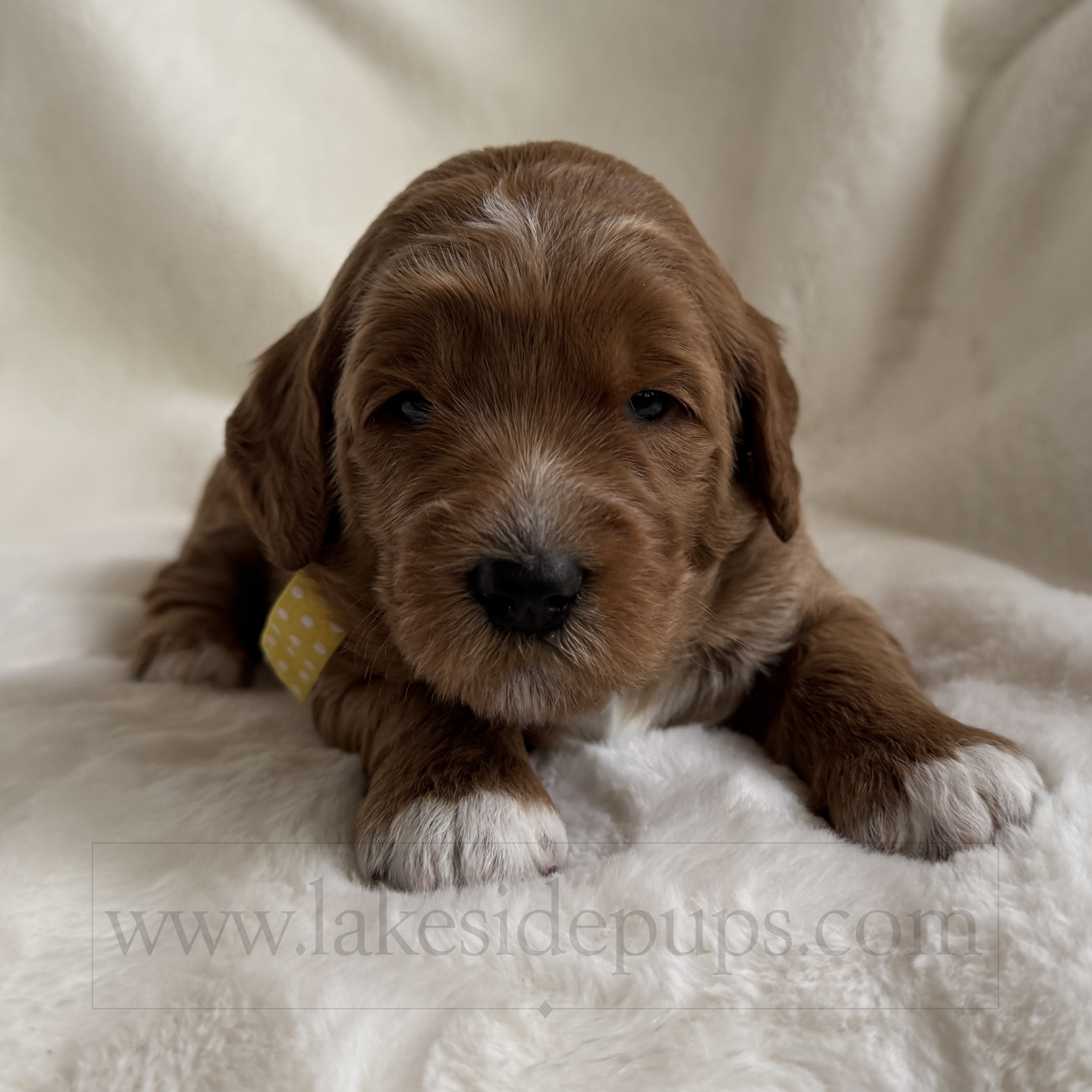 three weeks old