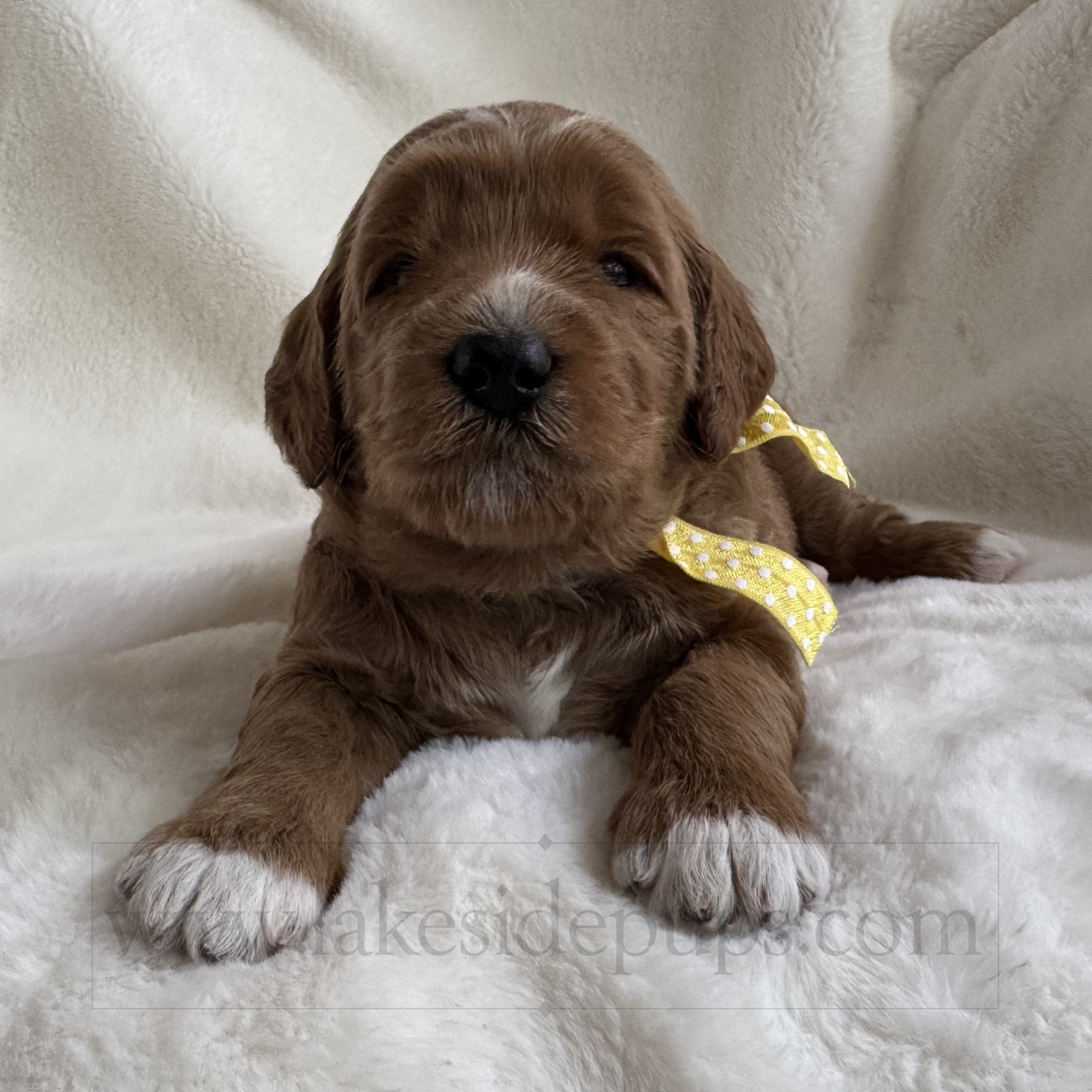 three weeks old
