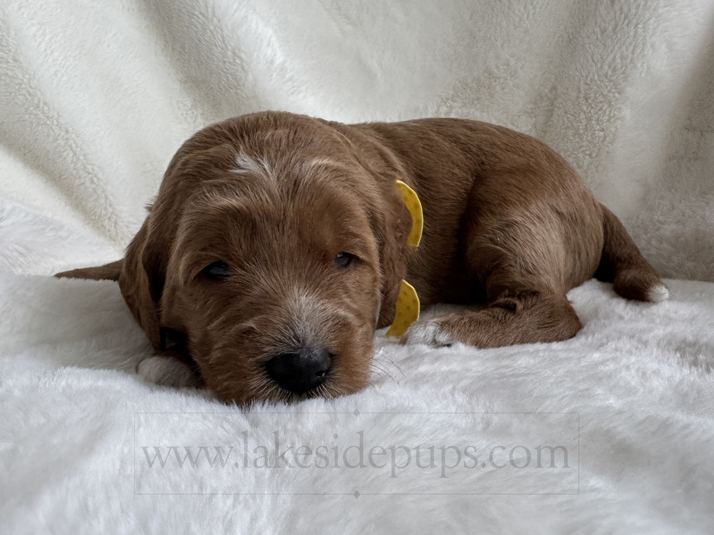 three weeks old