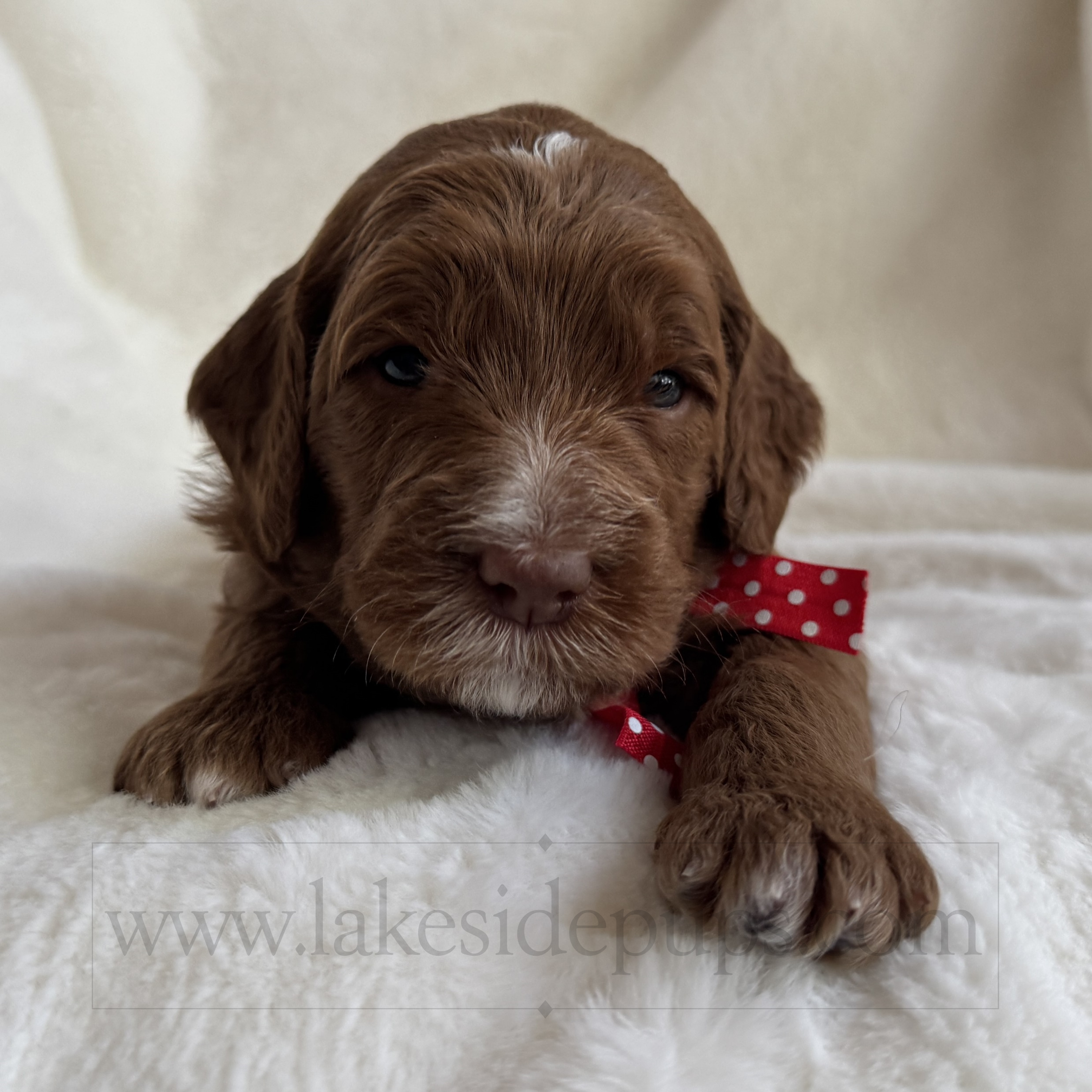 three weeks old