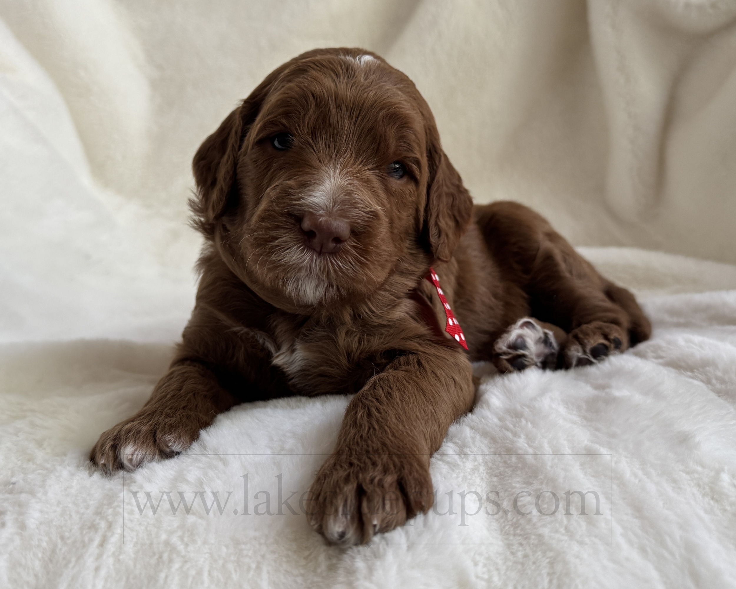 three weeks old