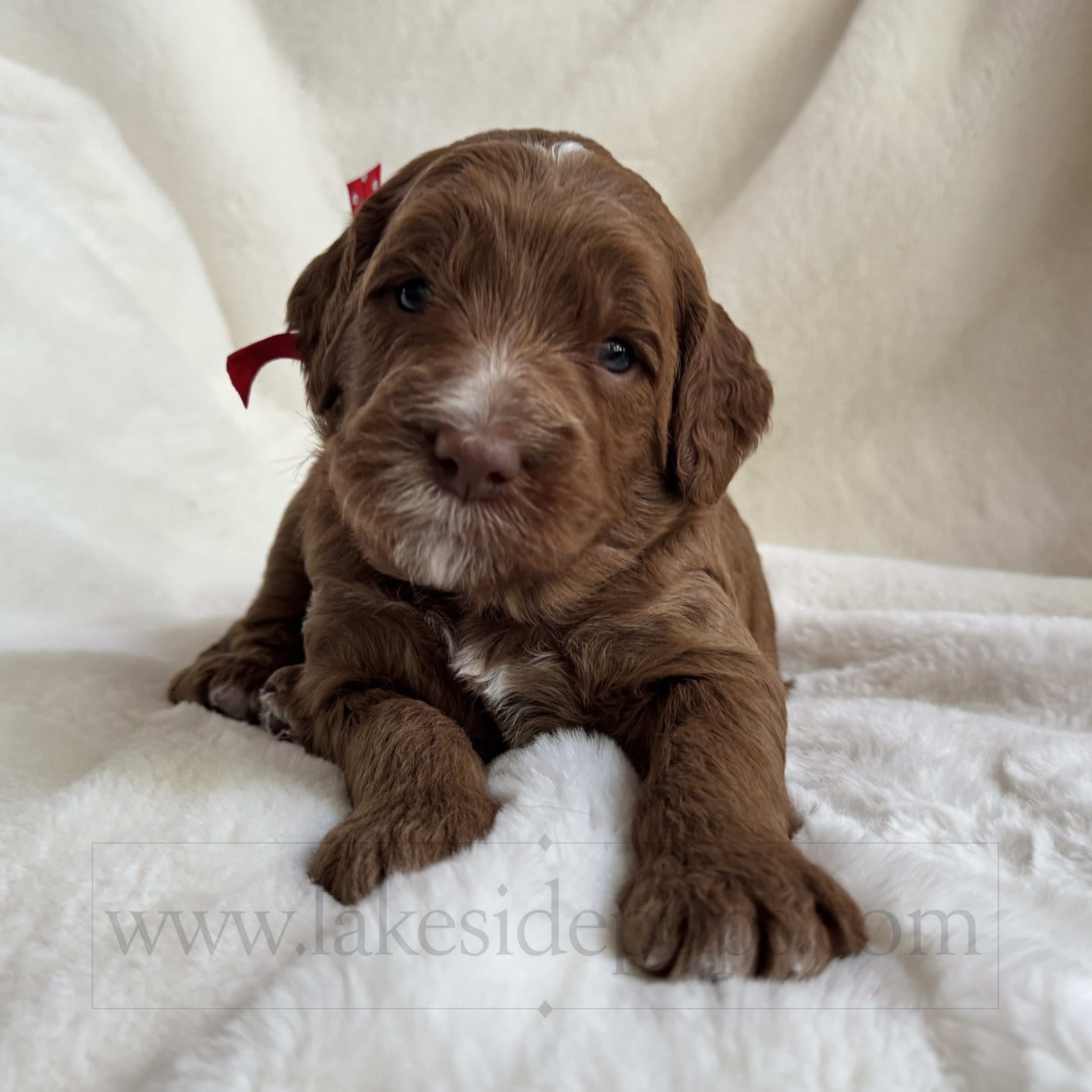 three weeks old