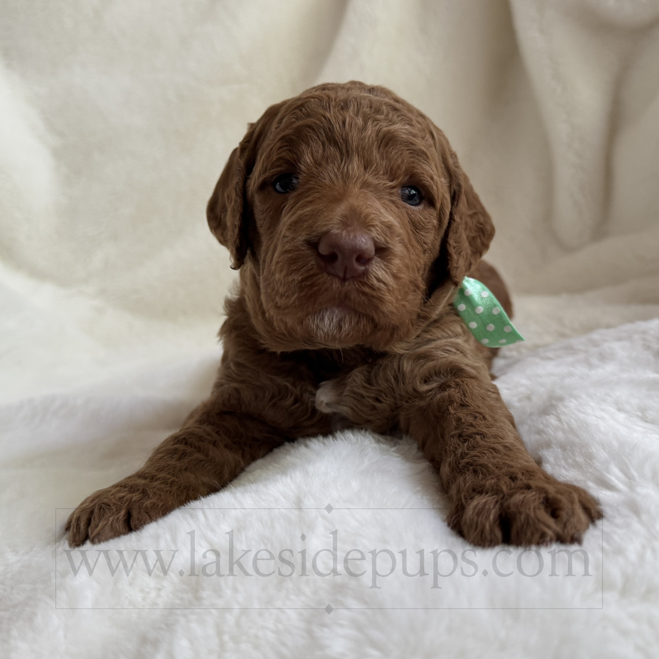 three weeks old