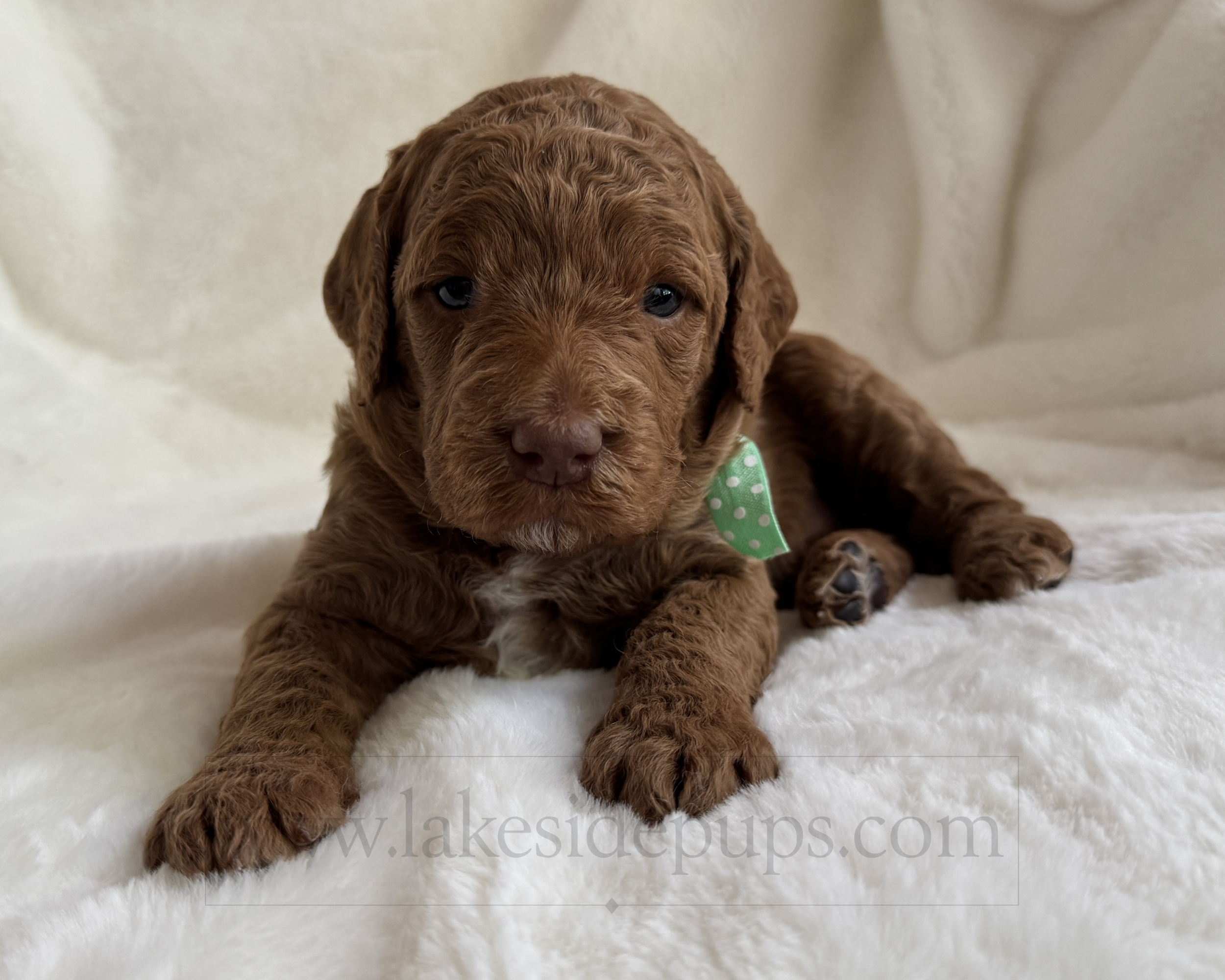 three weeks old