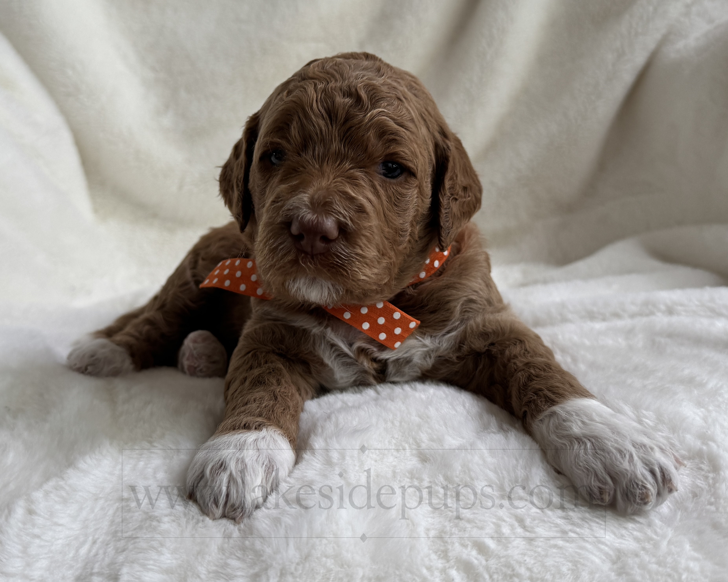 three weeks old
