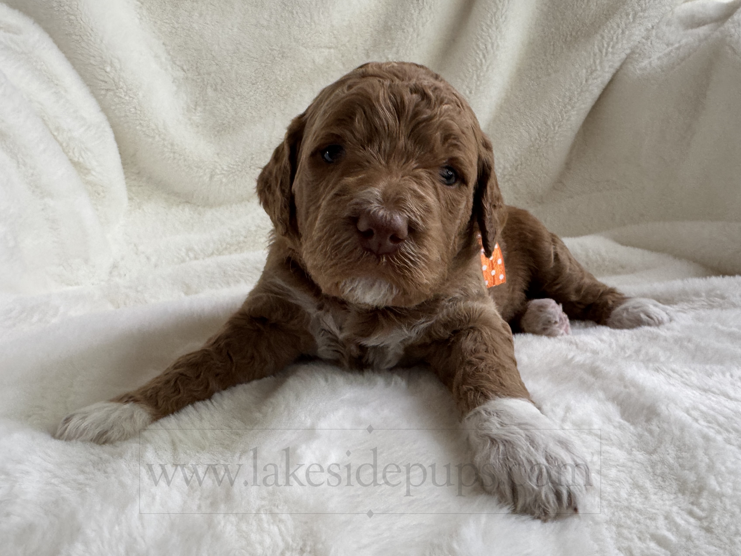 three weeks old