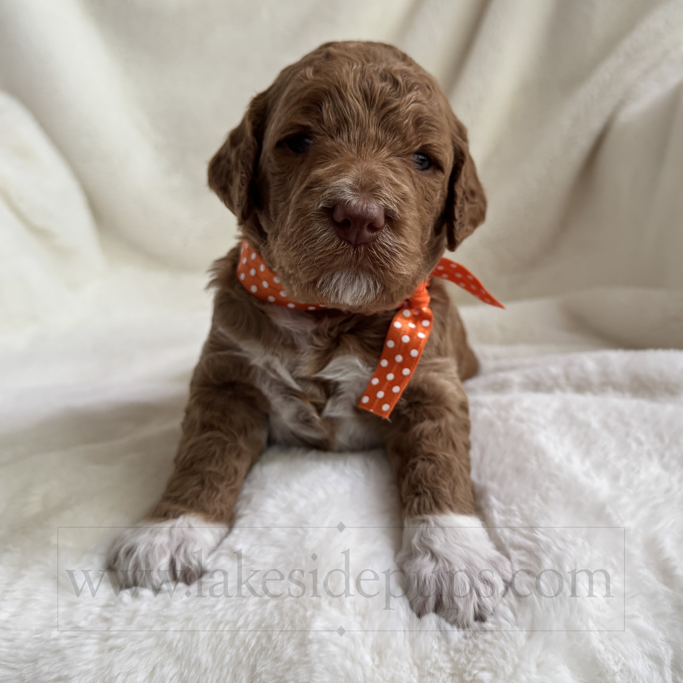 three weeks old