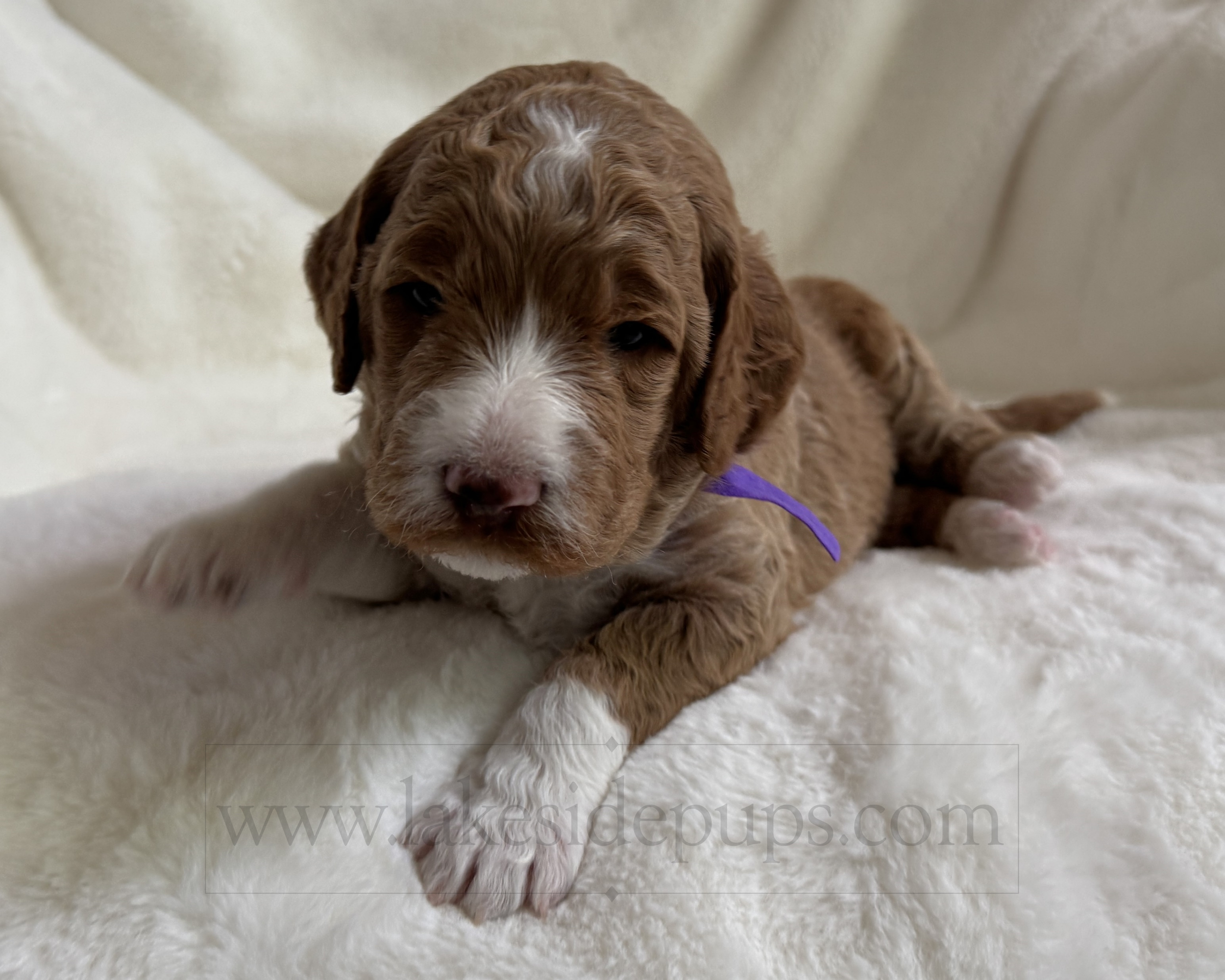 three weeks old