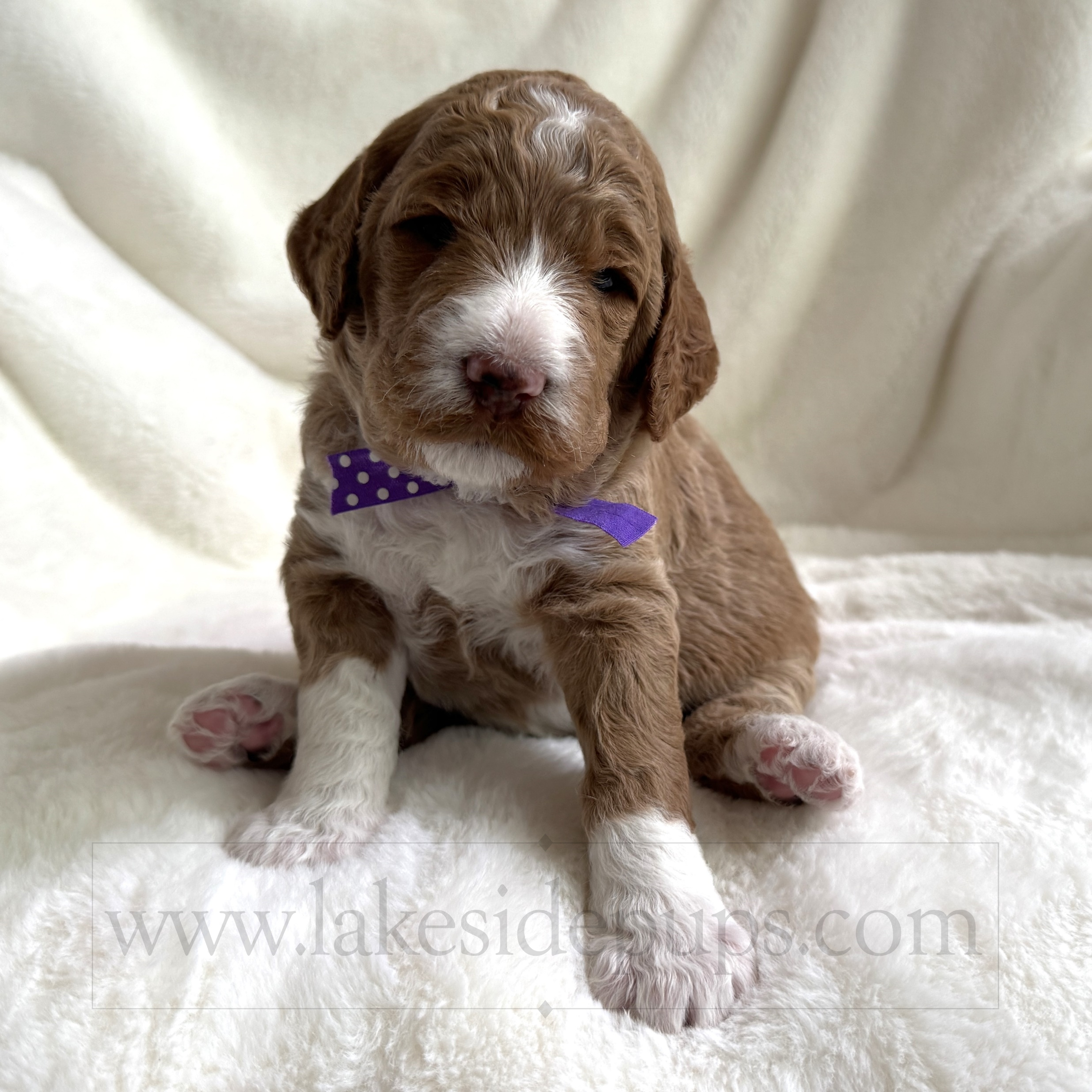 three weeks old