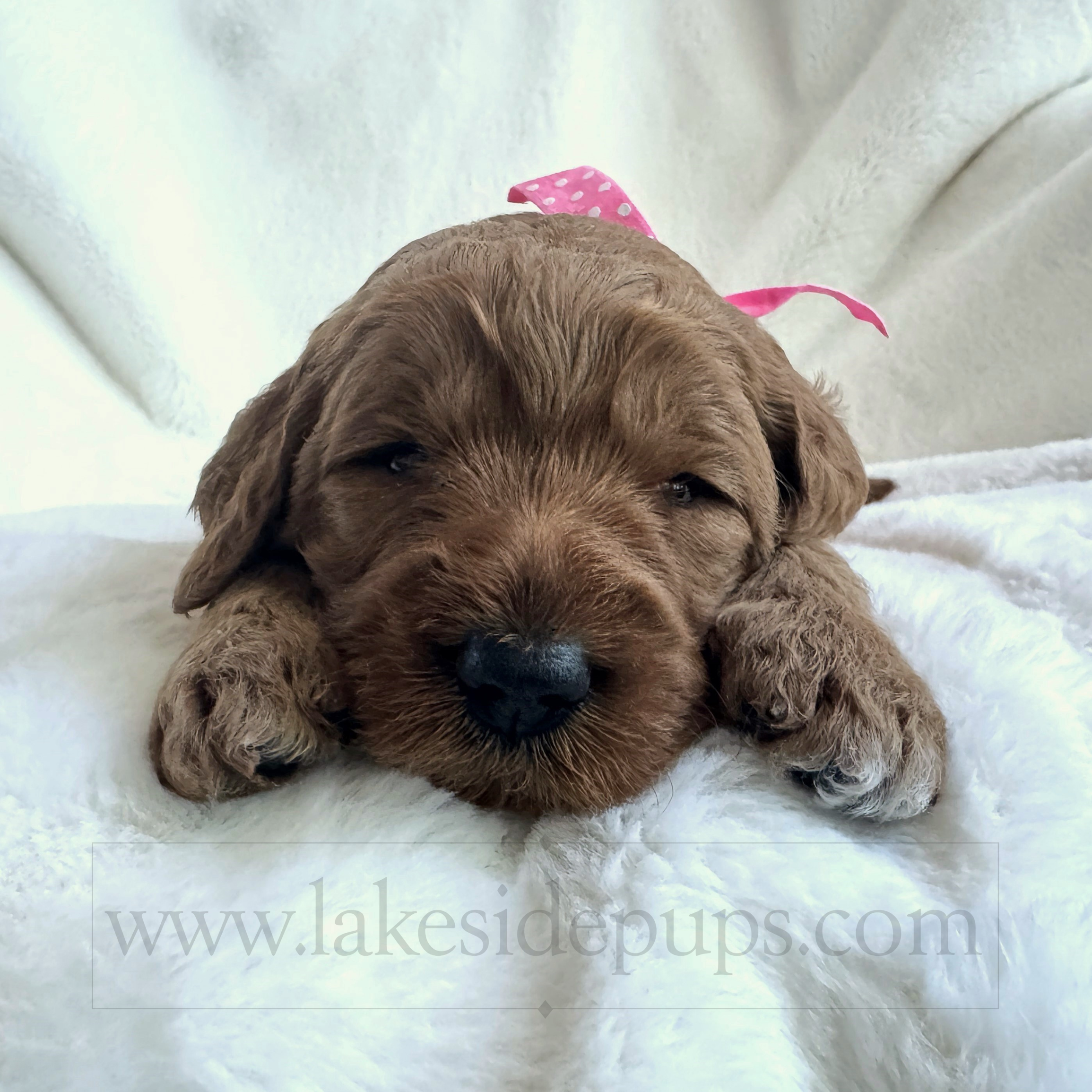 three weeks old