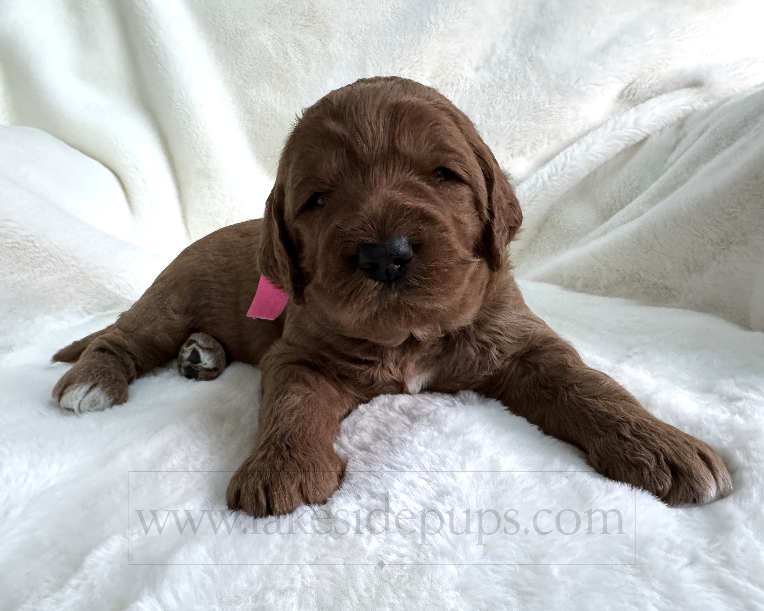 three weeks old