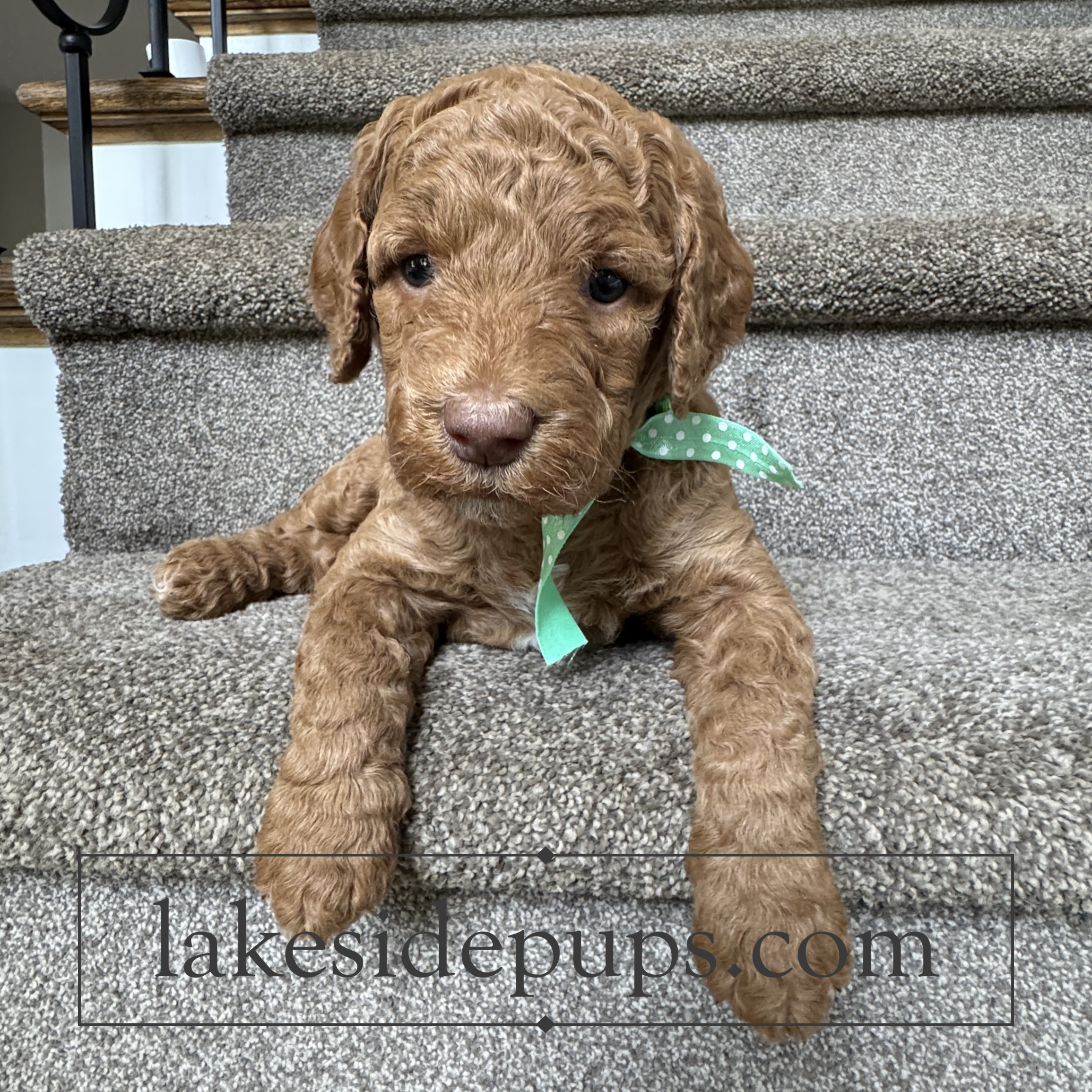 four weeks old