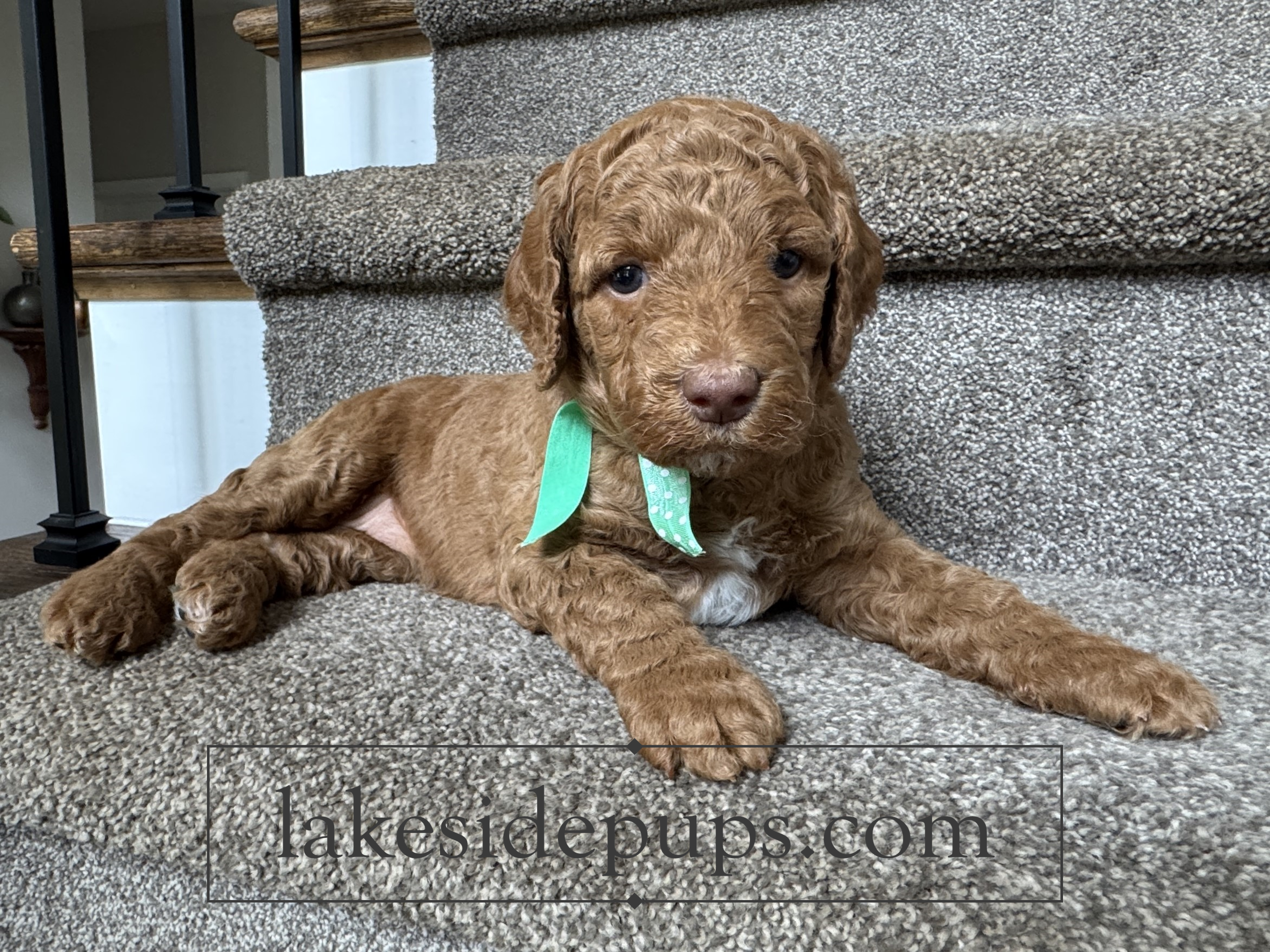 four weeks old