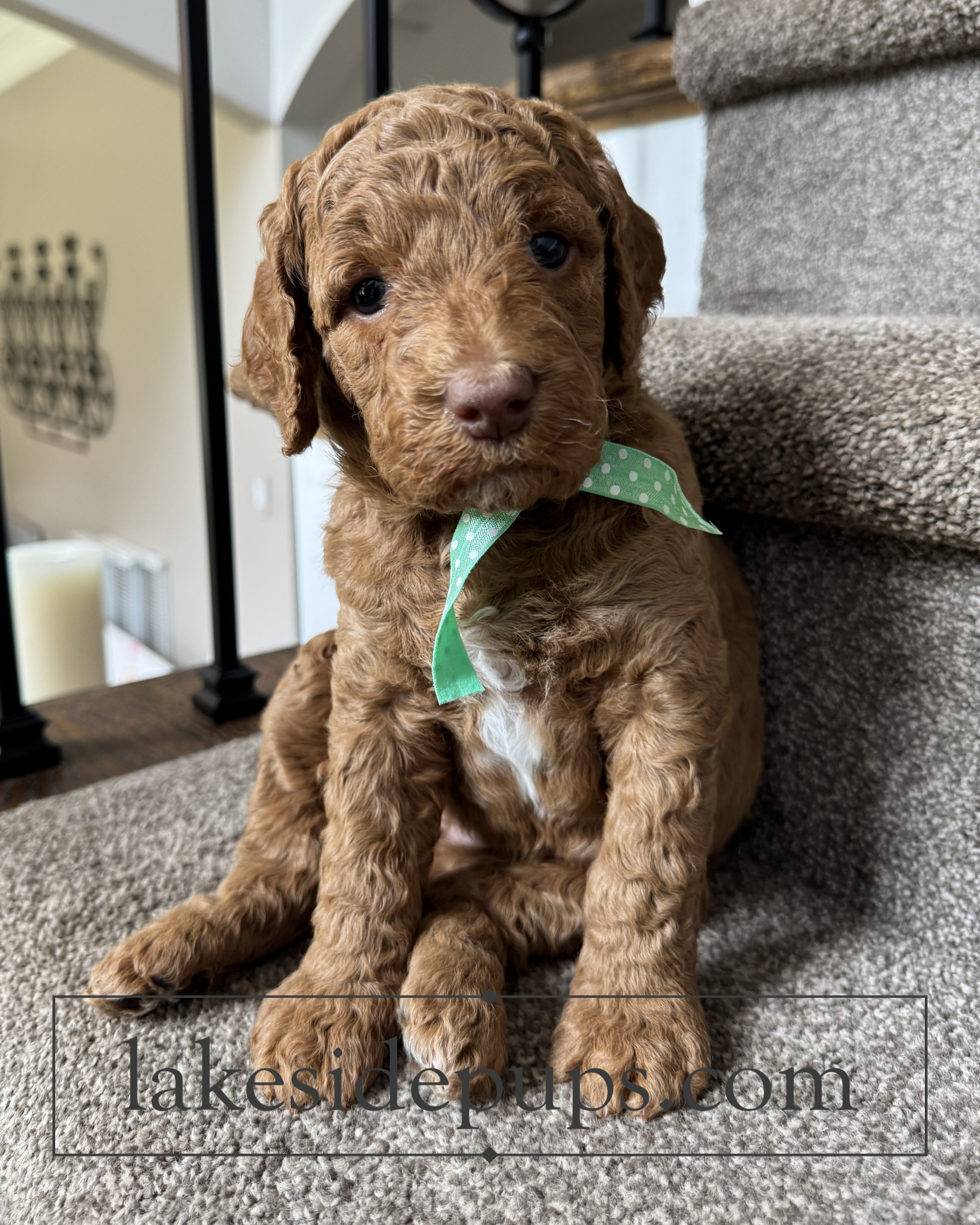 four weeks old