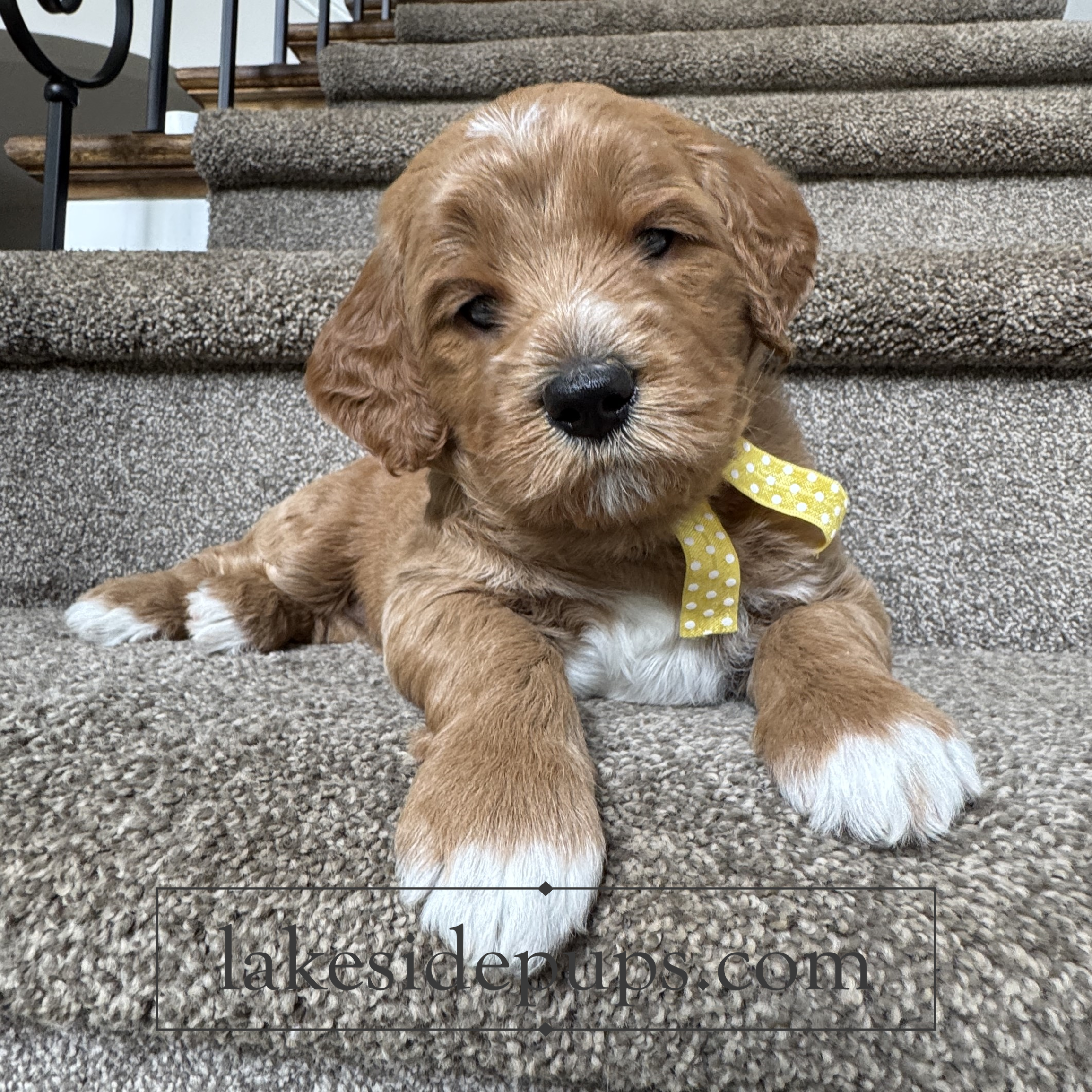 four weeks old
