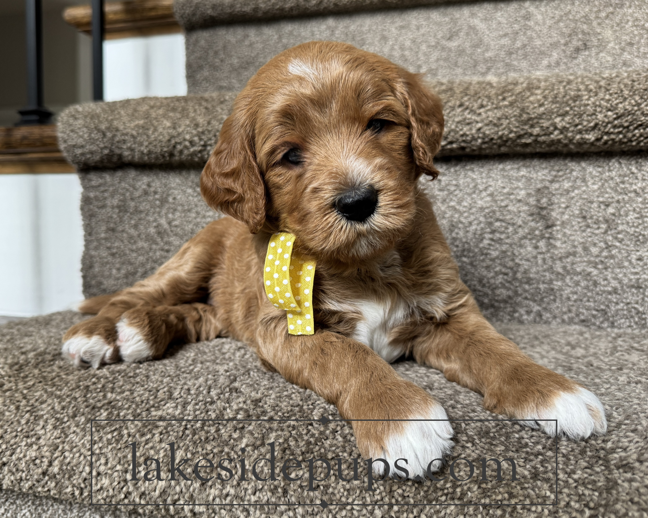four weeks old