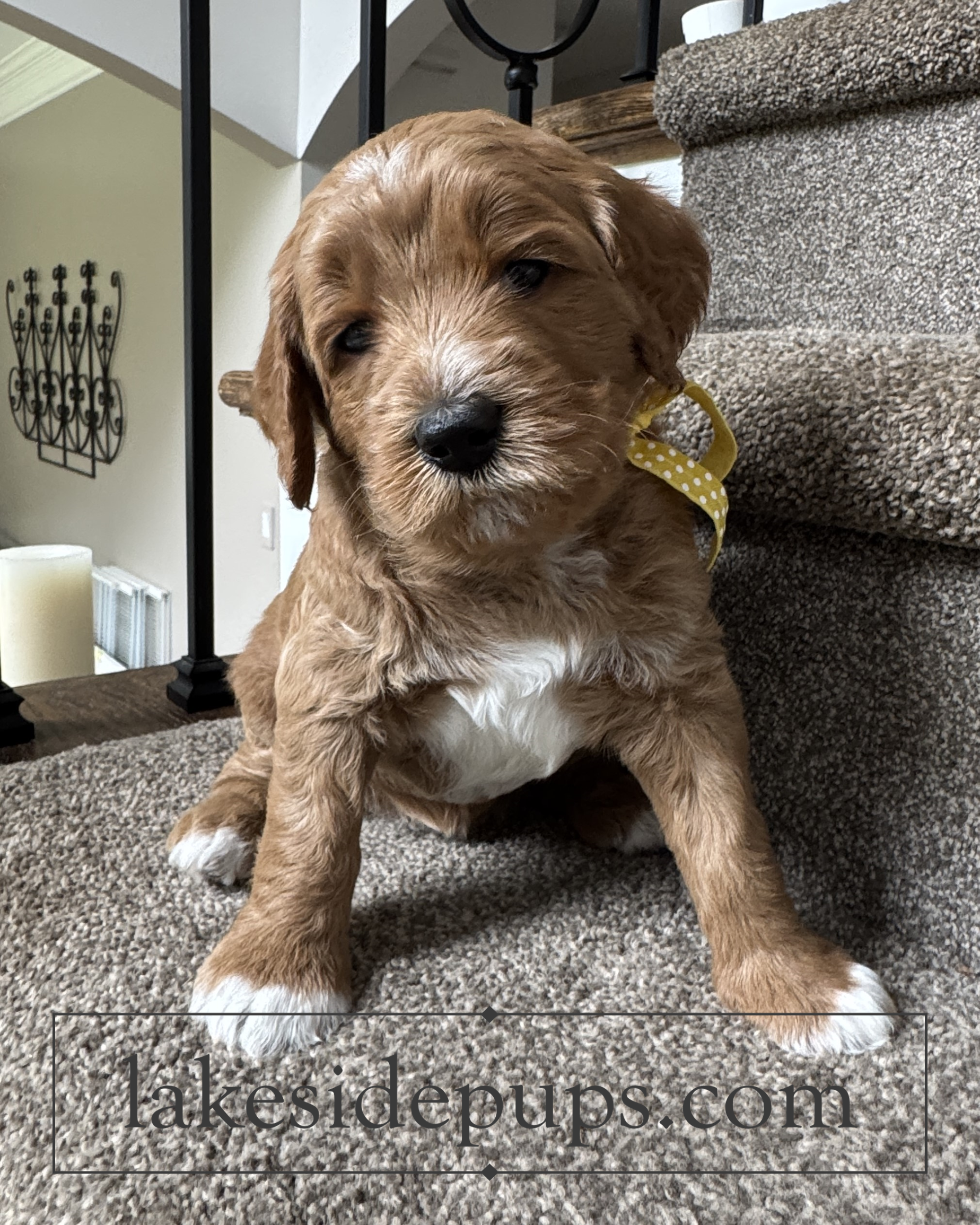 four weeks old
