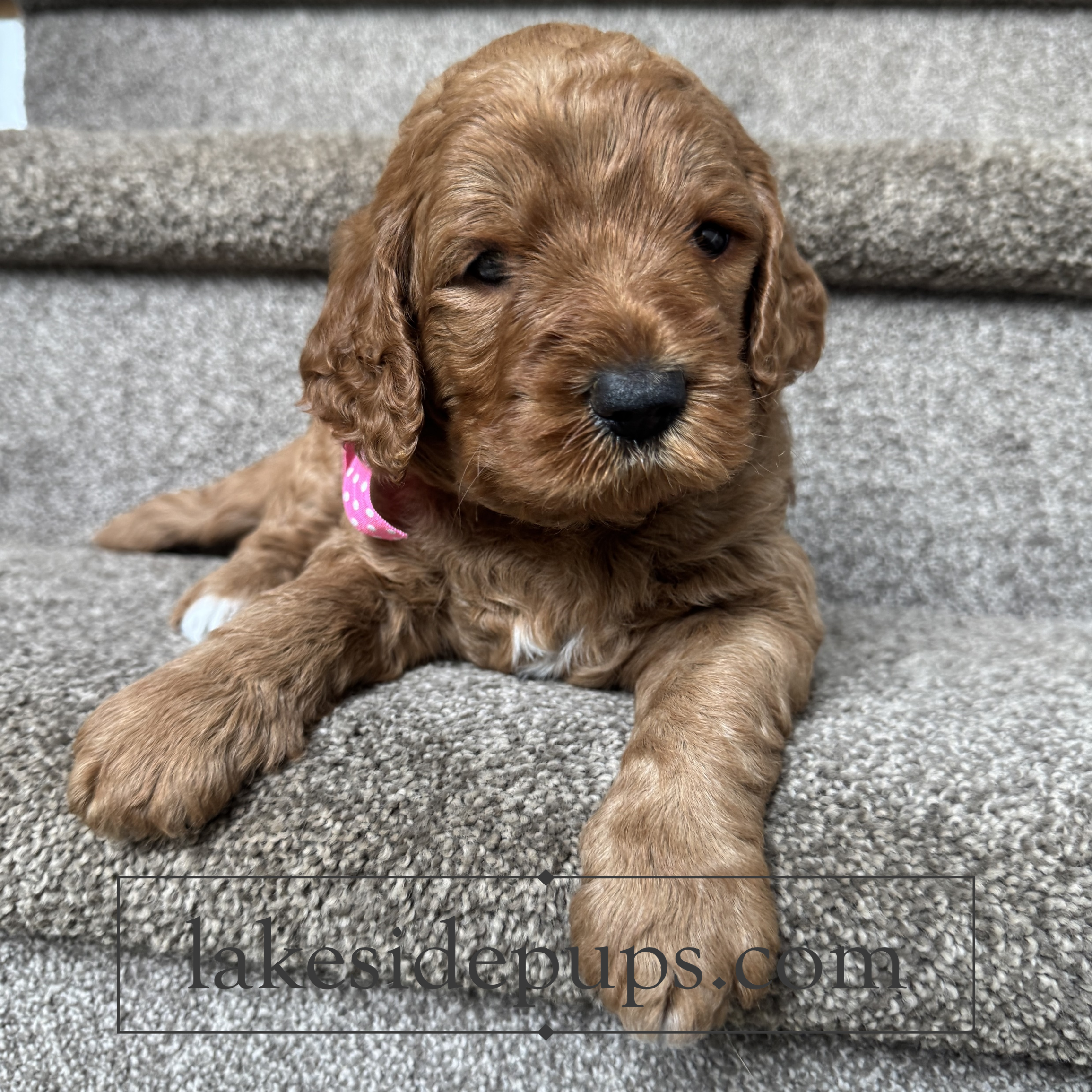 four weeks old