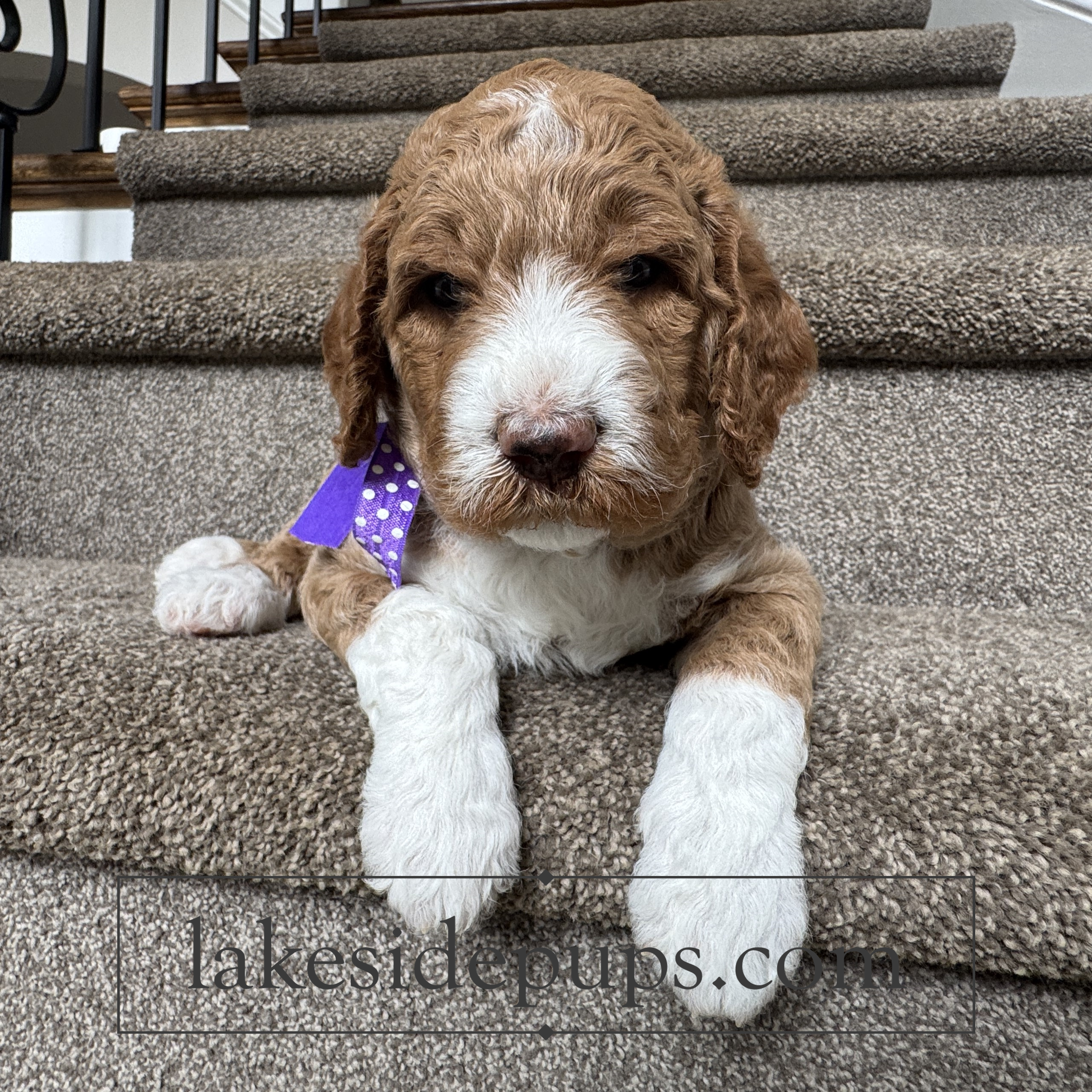 four weeks old