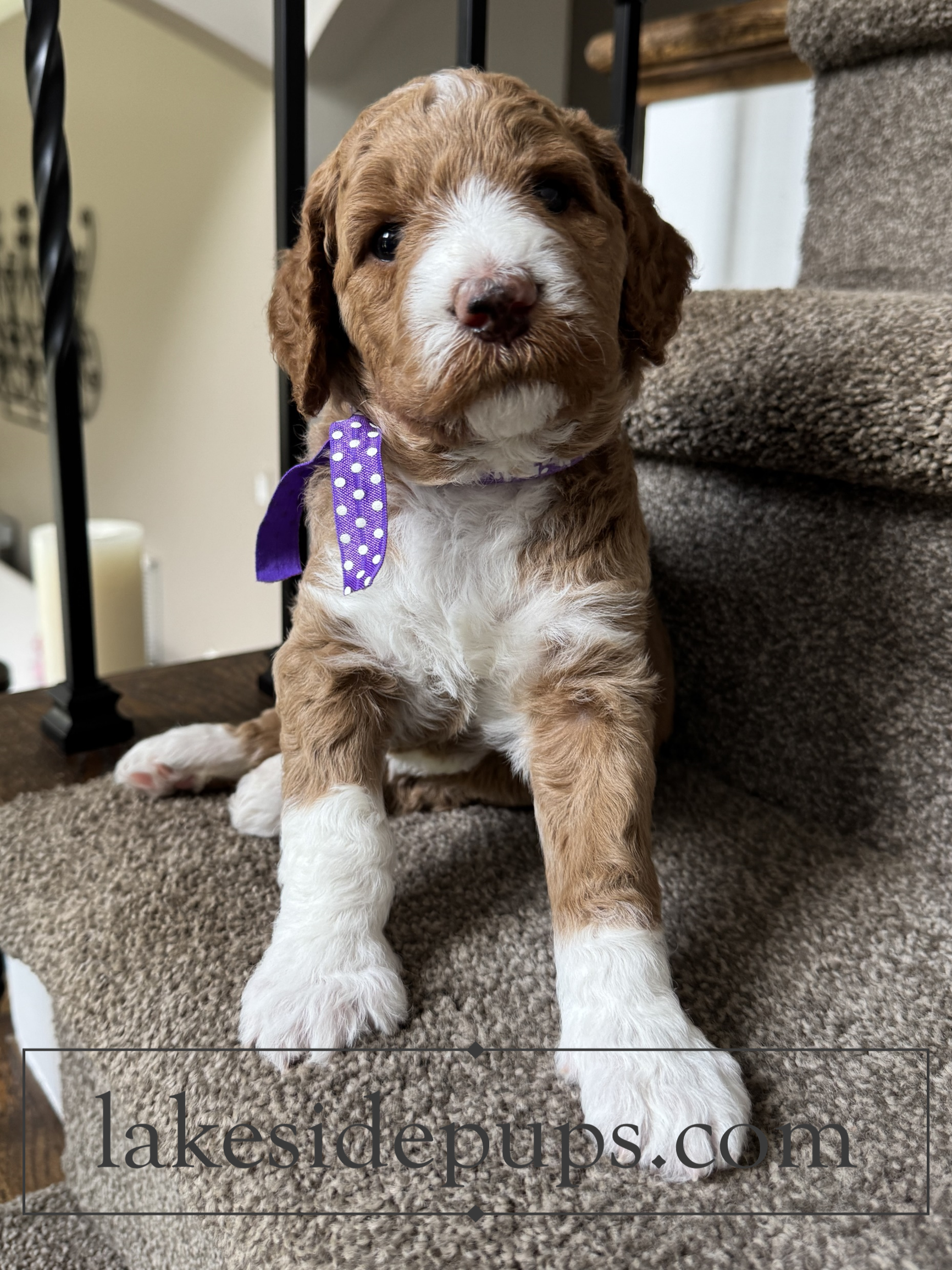 four weeks old