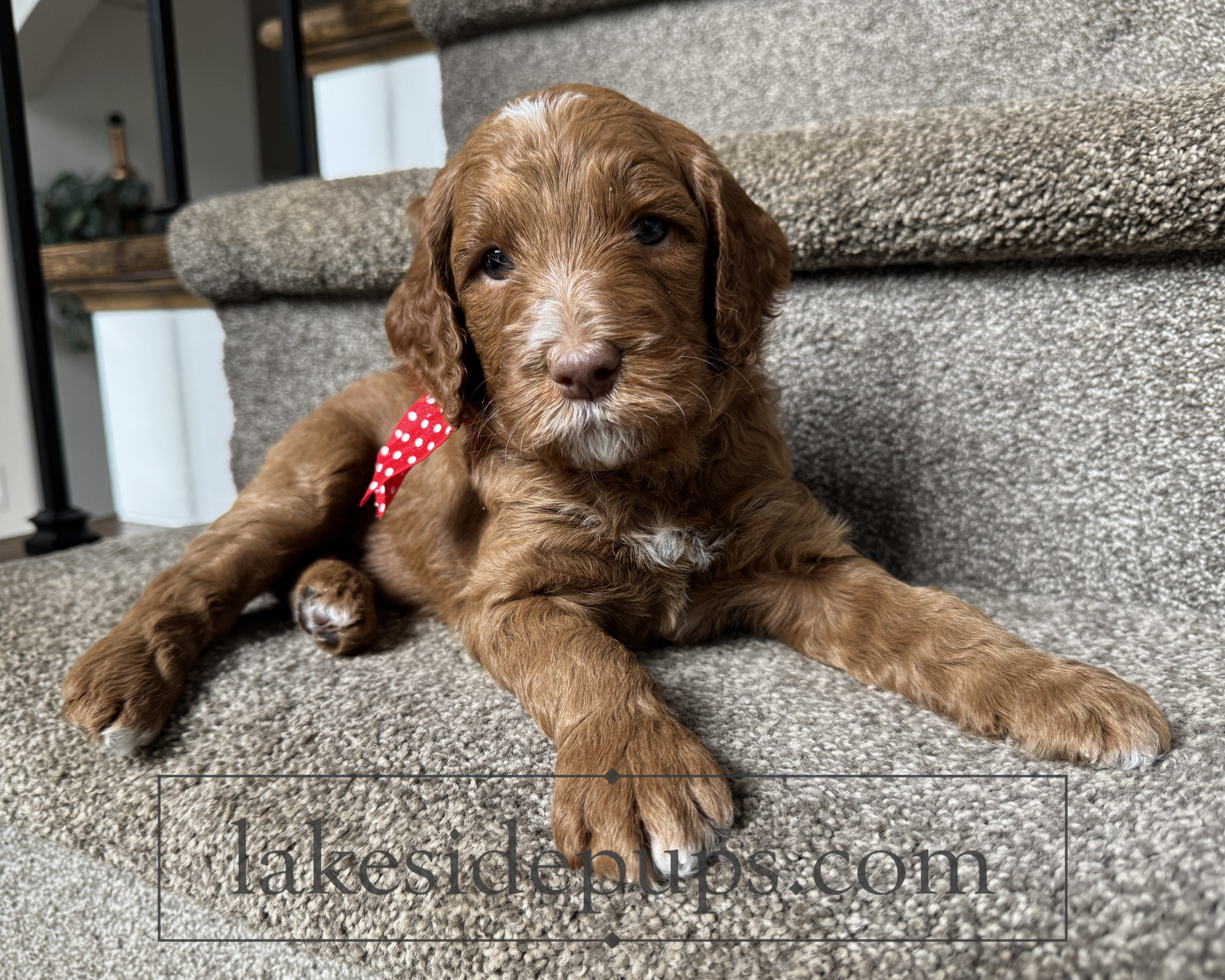 four weeks old