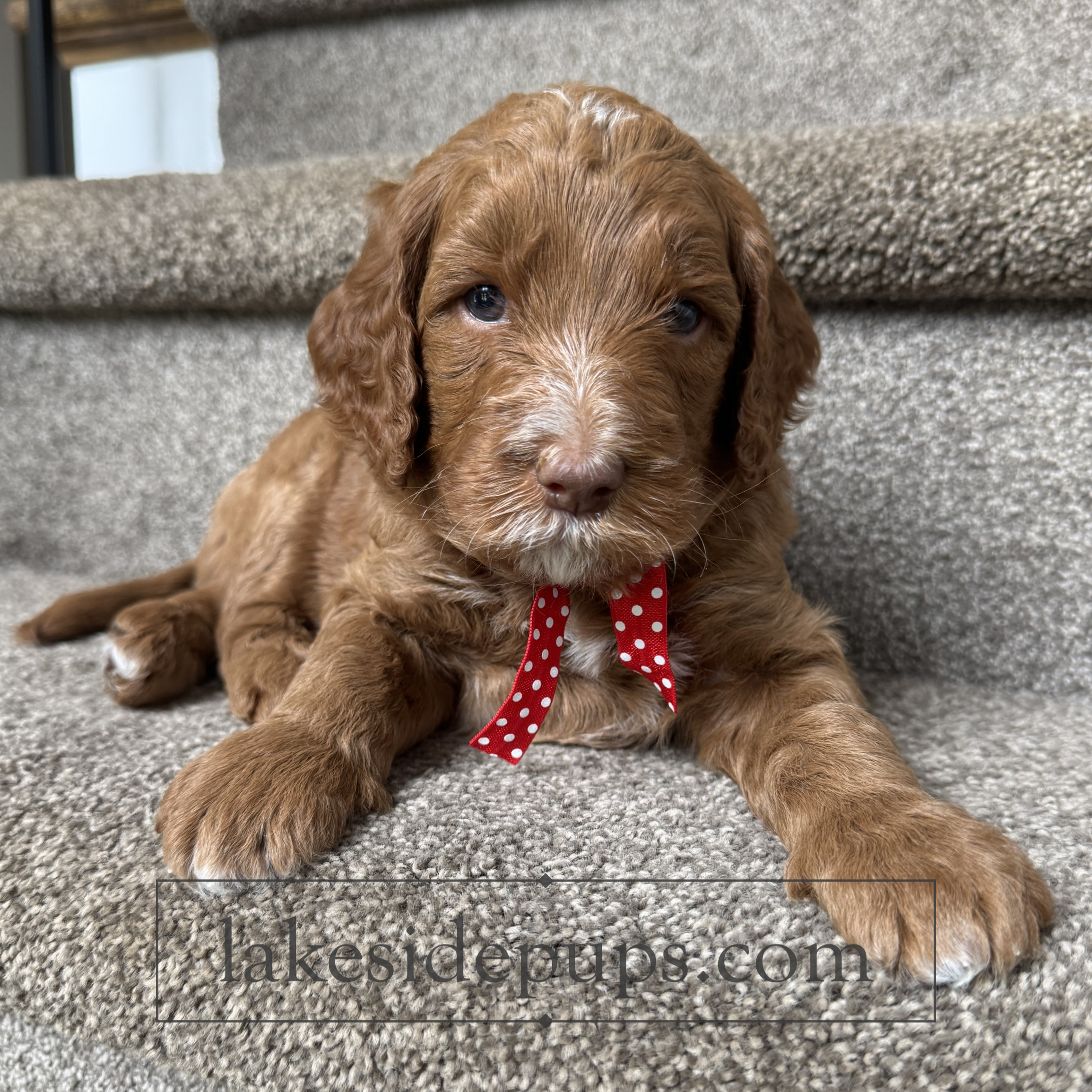 four weeks old