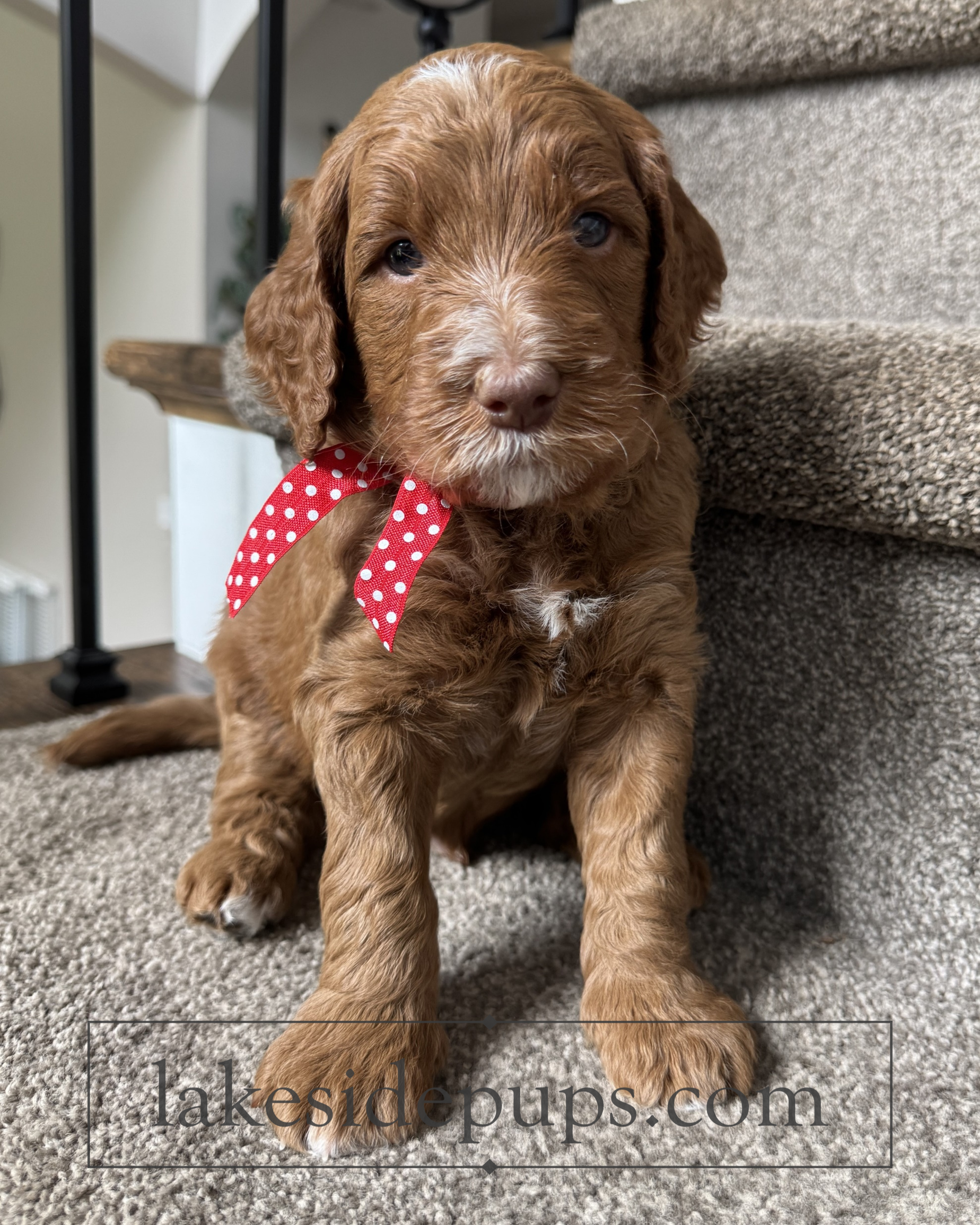 four weeks old