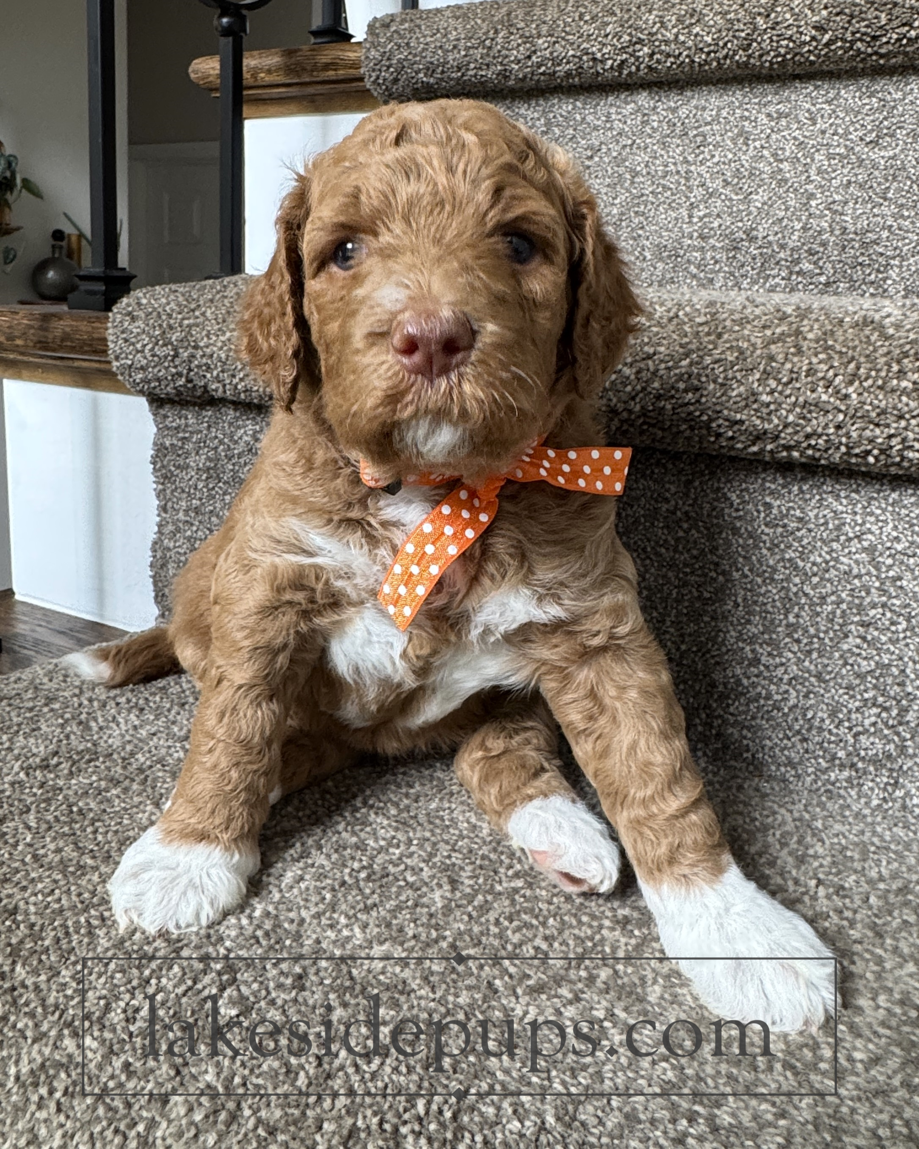 four weeks old