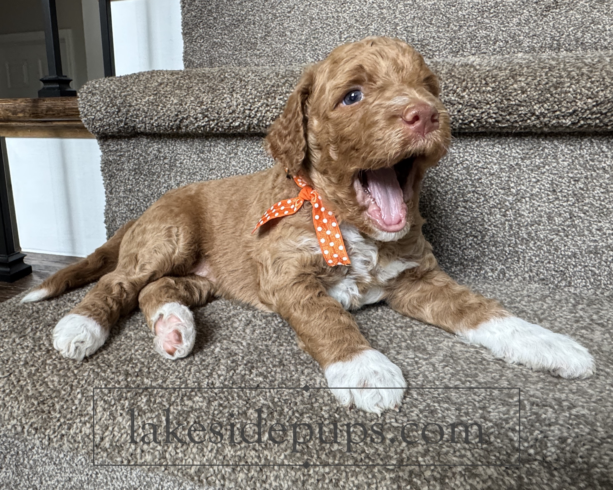 four weeks old