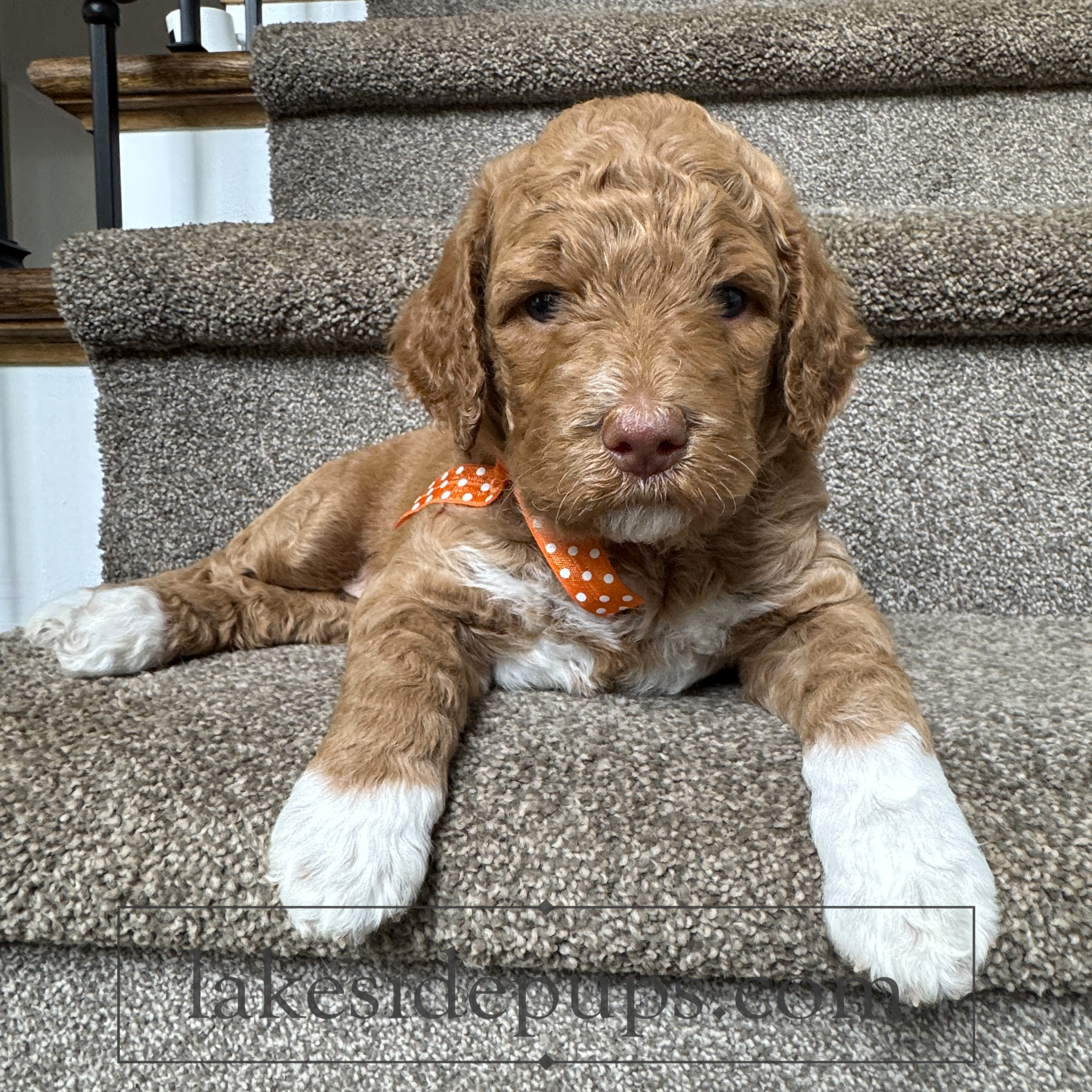 four weeks old