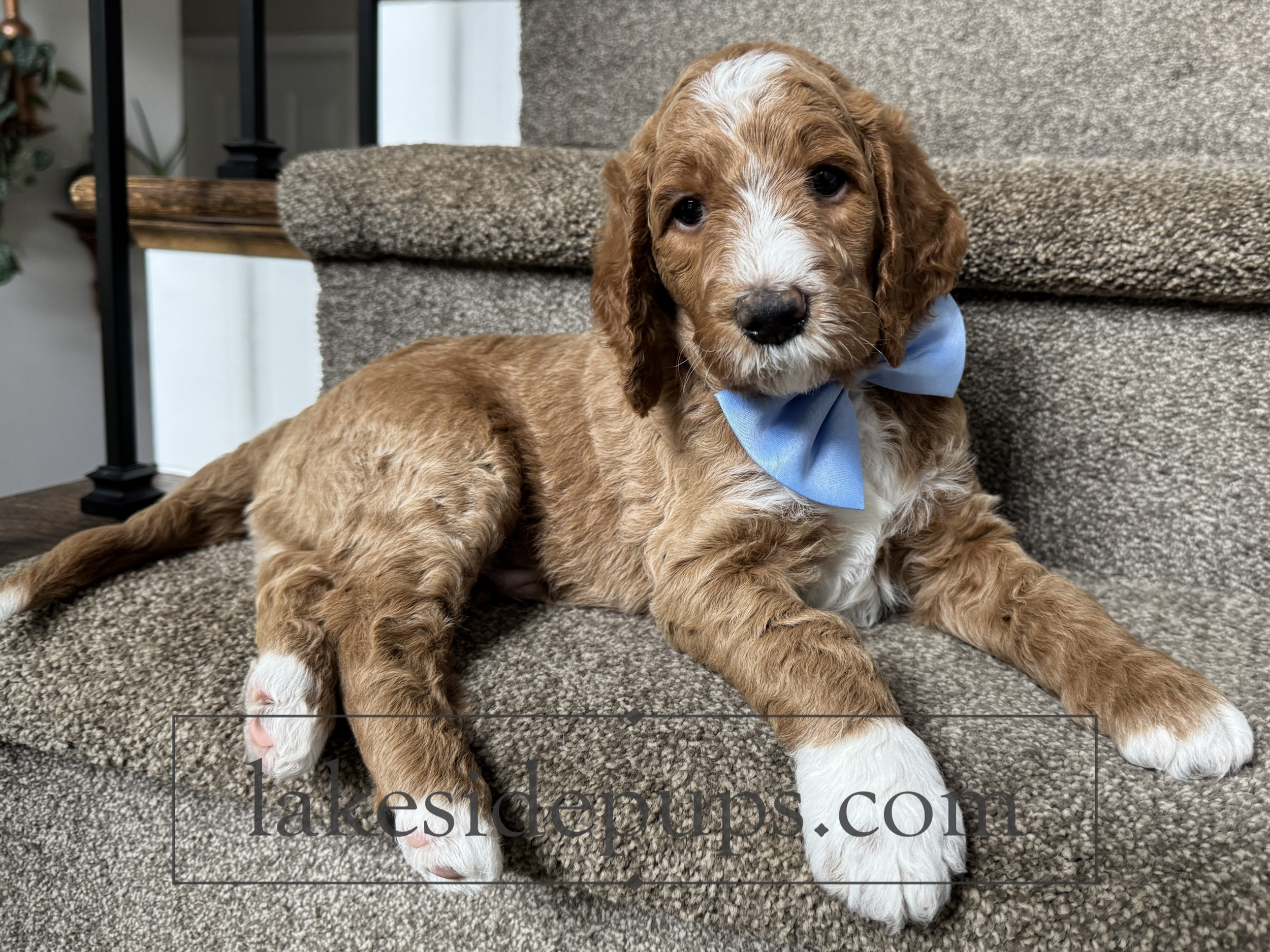 five weeks old