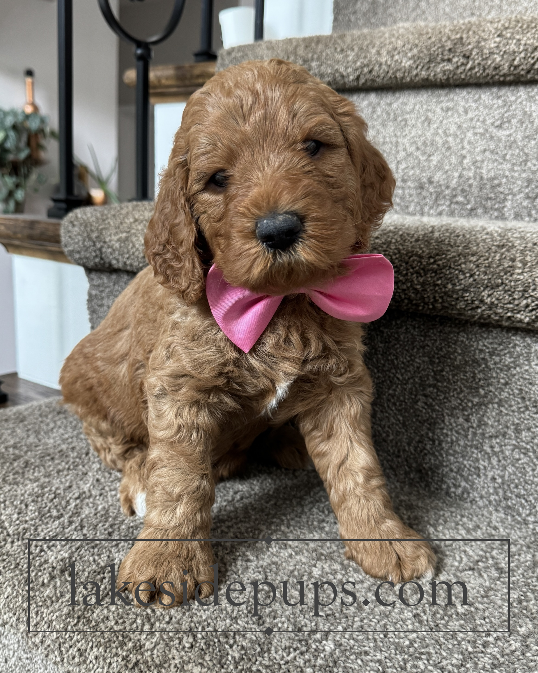 five weeks old