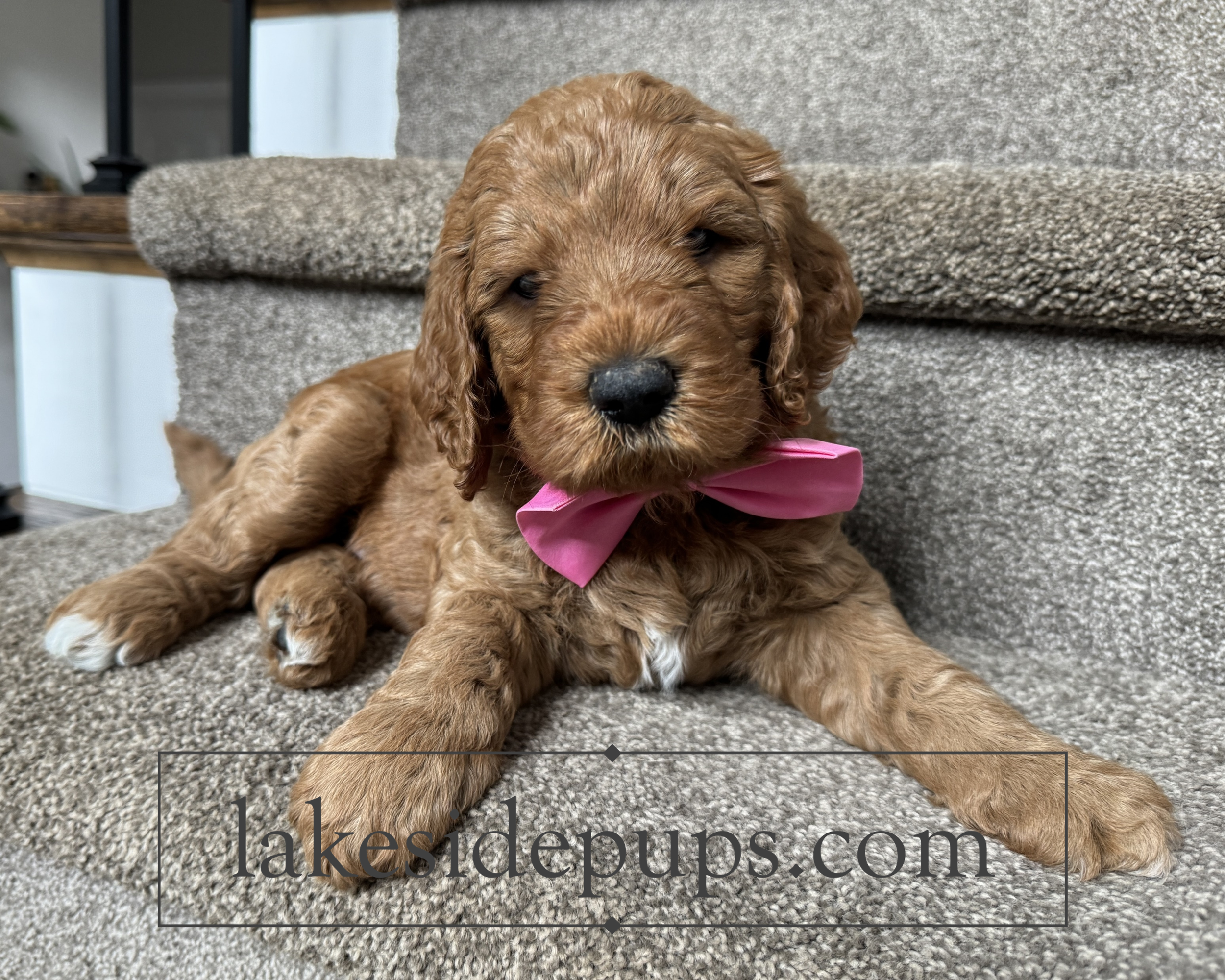 five weeks old