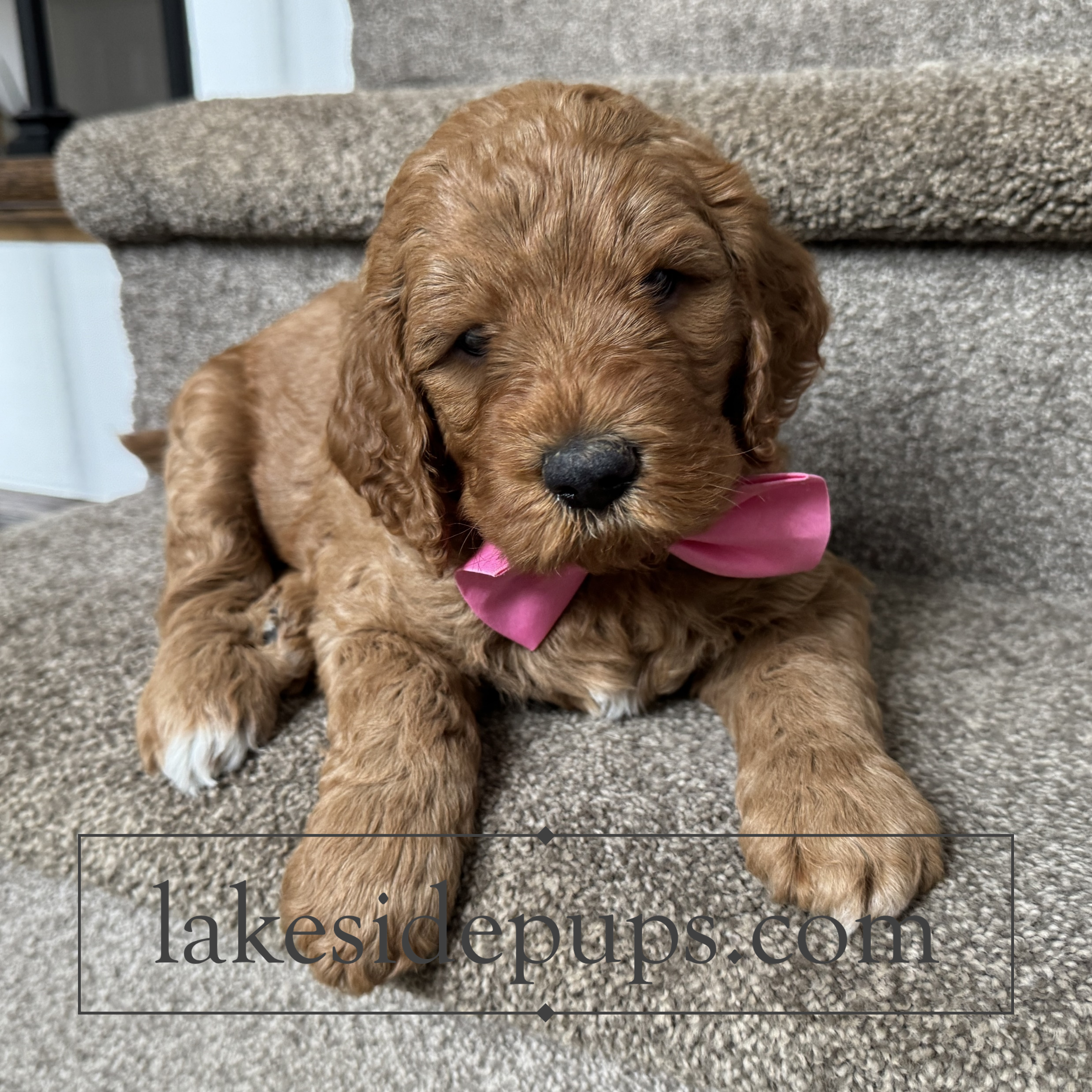 five weeks old