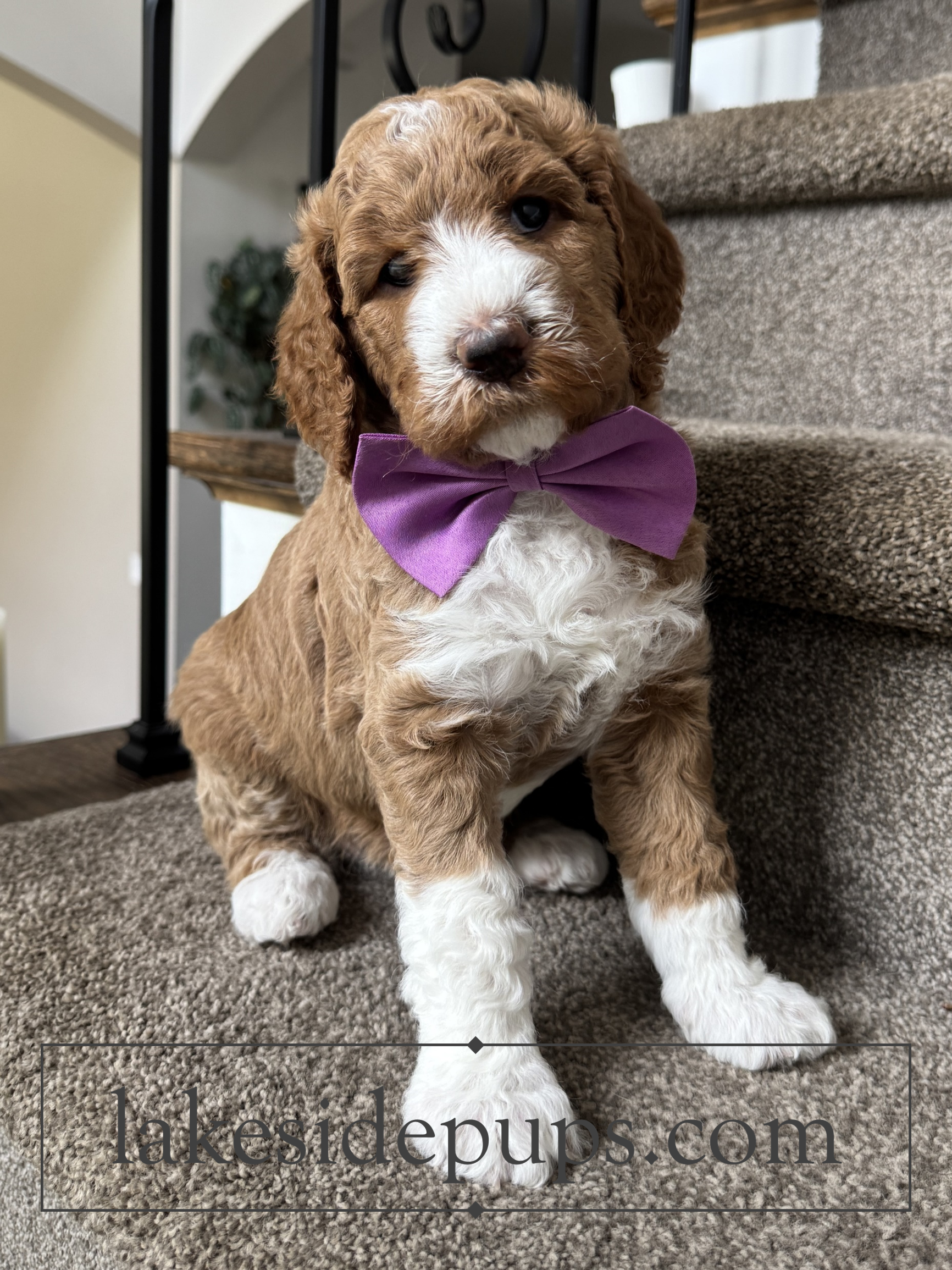 five weeks old