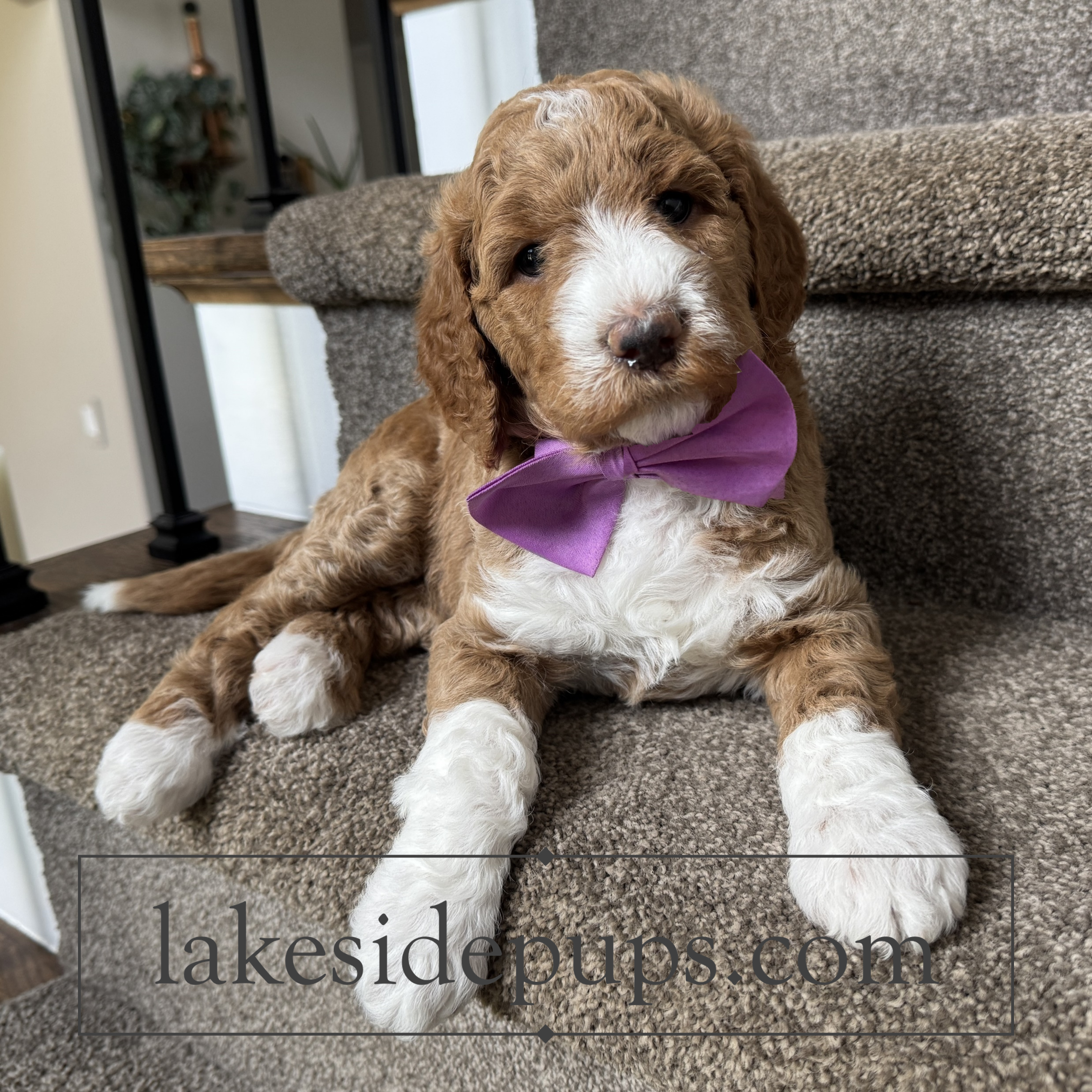 five weeks old