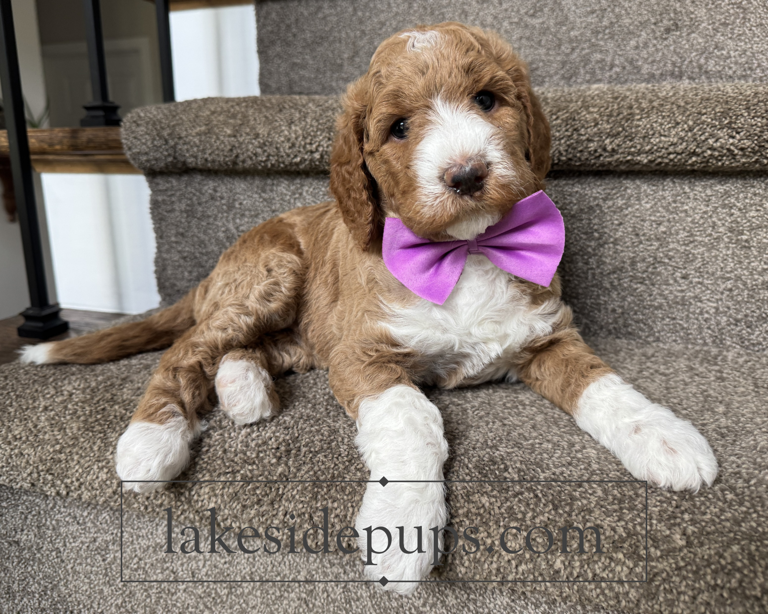 five weeks old