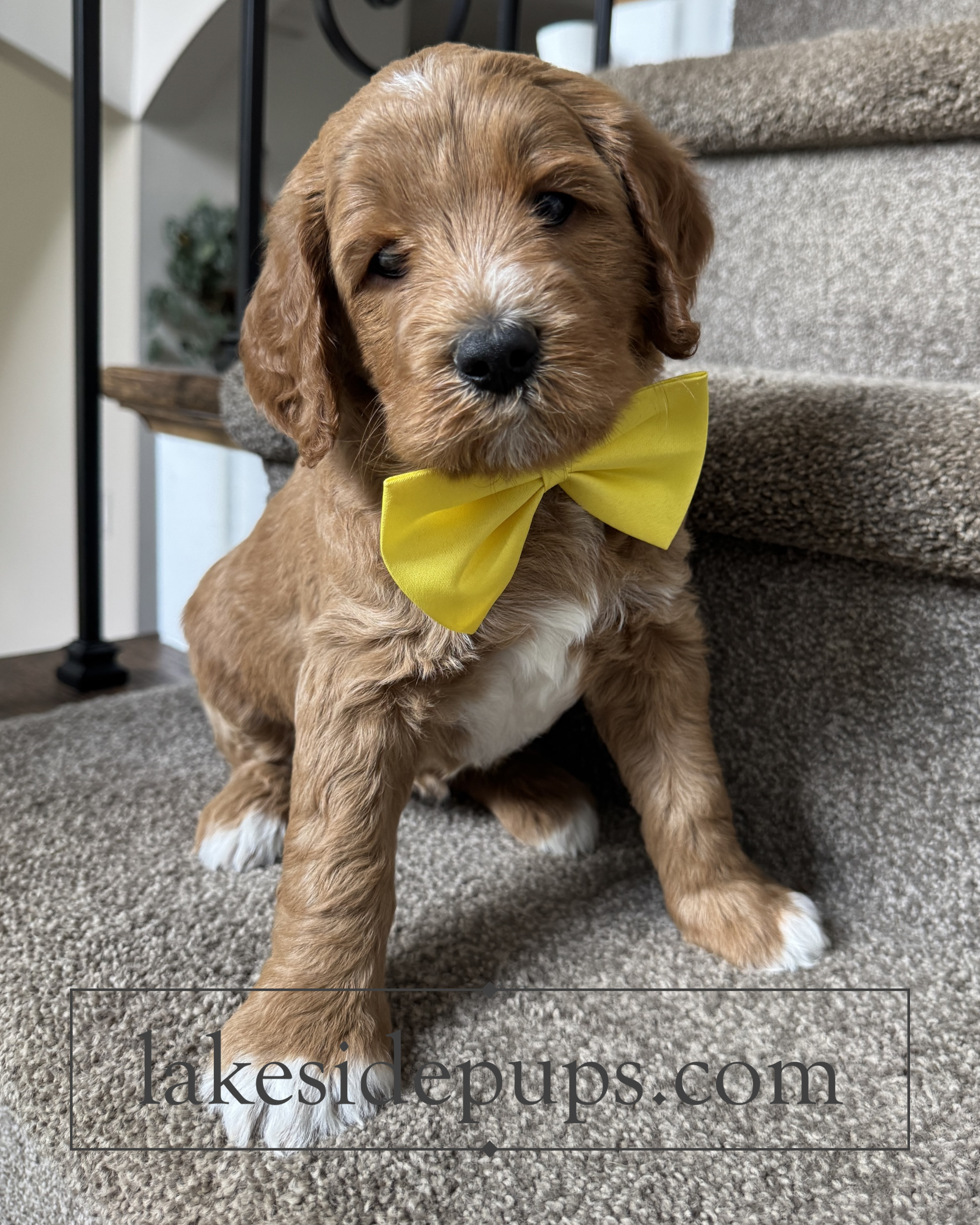 five weeks old