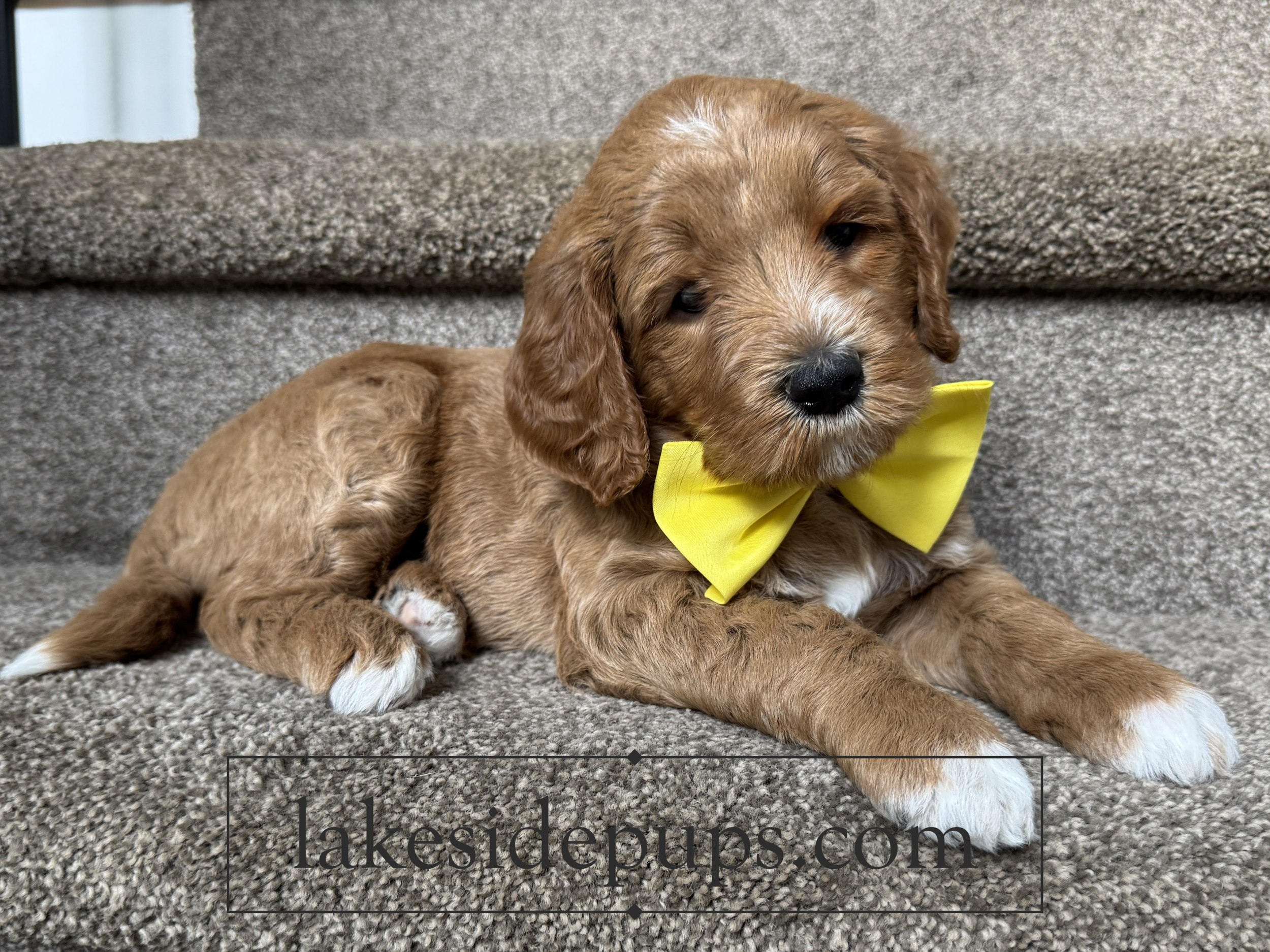 five weeks old
