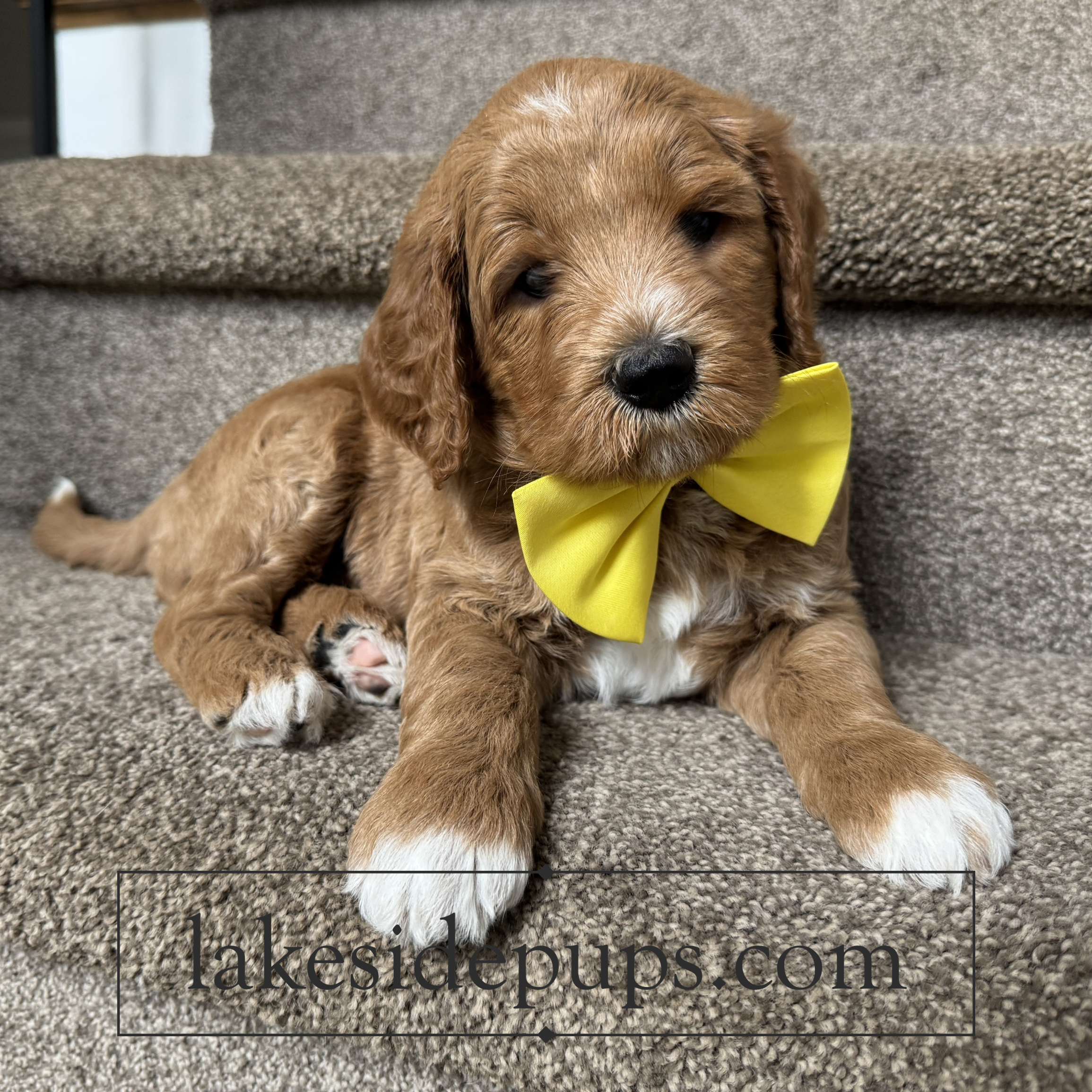five weeks old