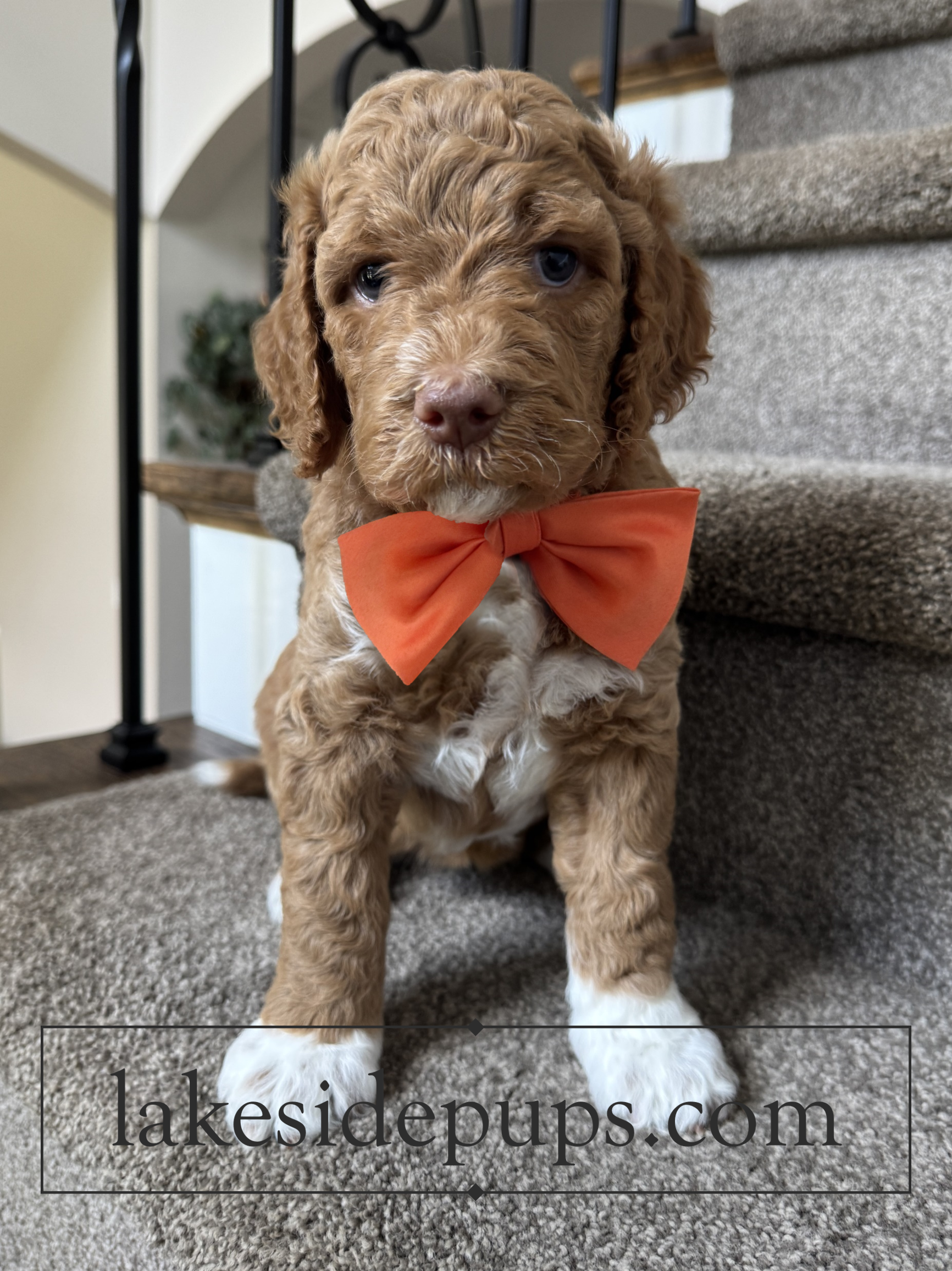 five weeks old