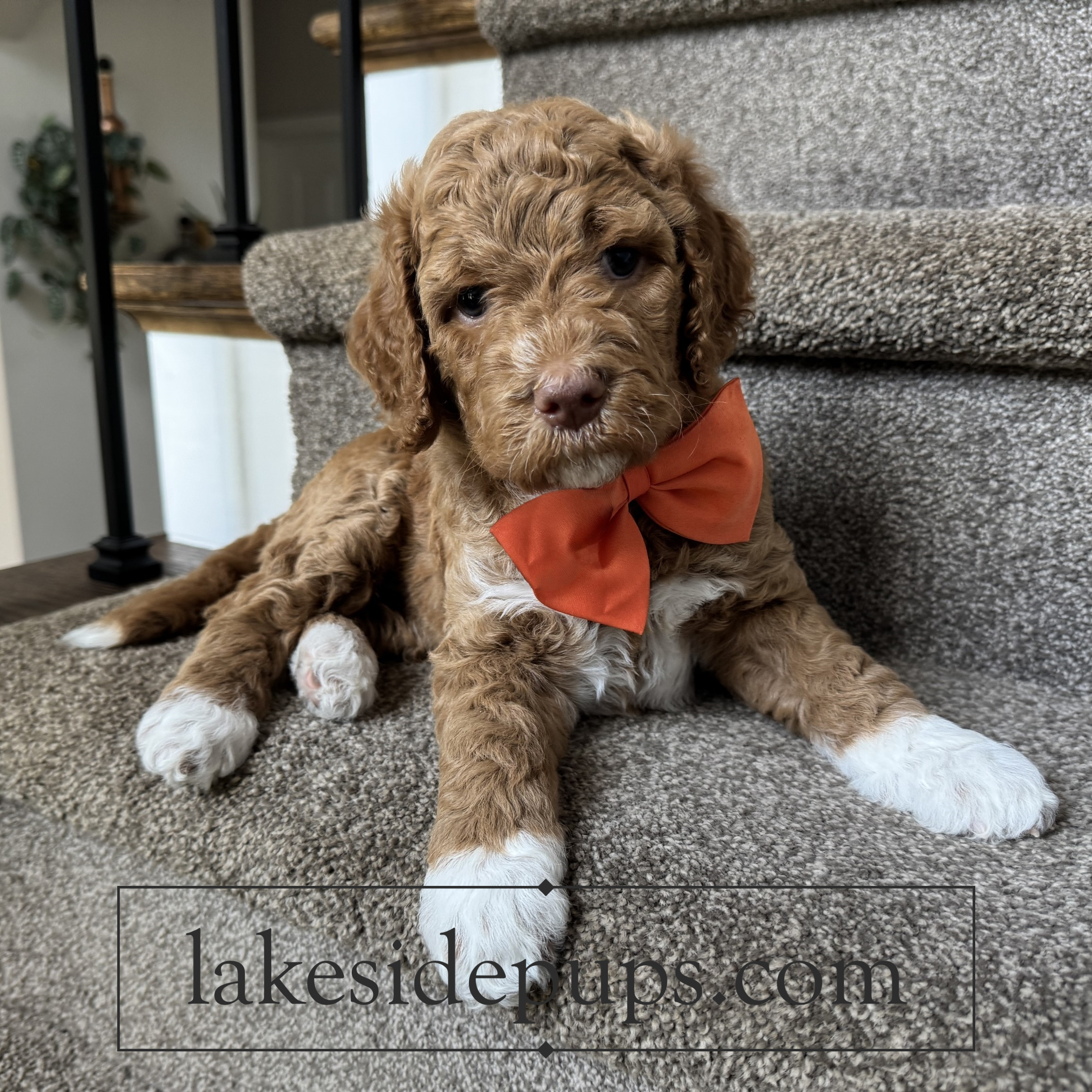 five weeks old