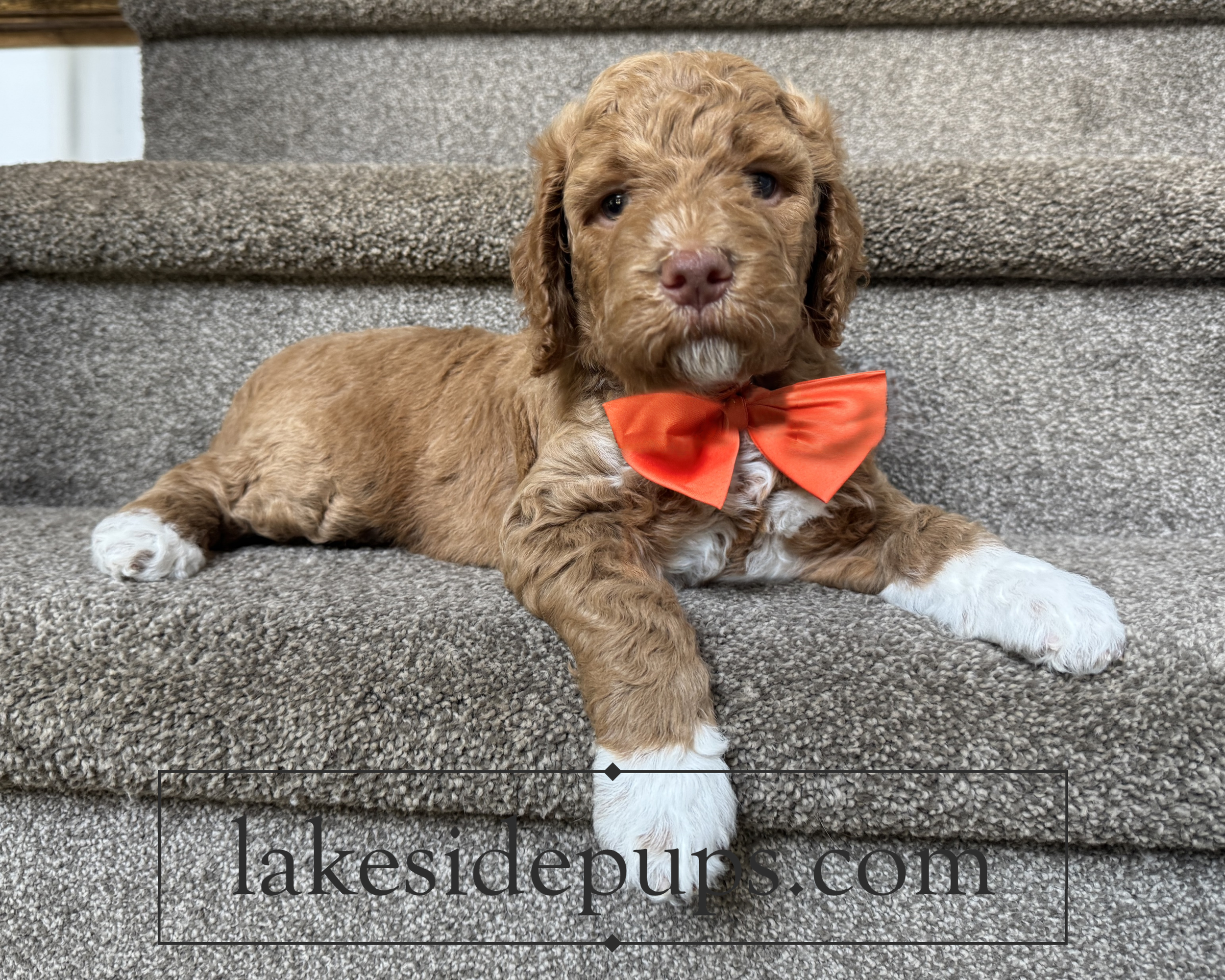 five weeks old