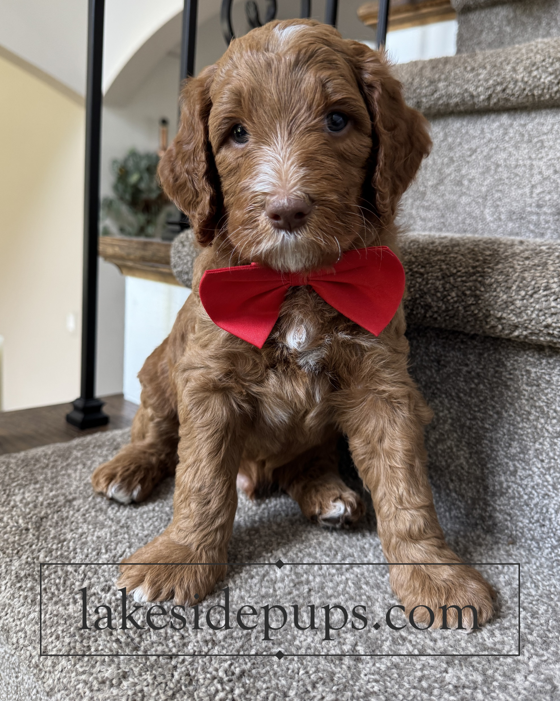 five weeks old