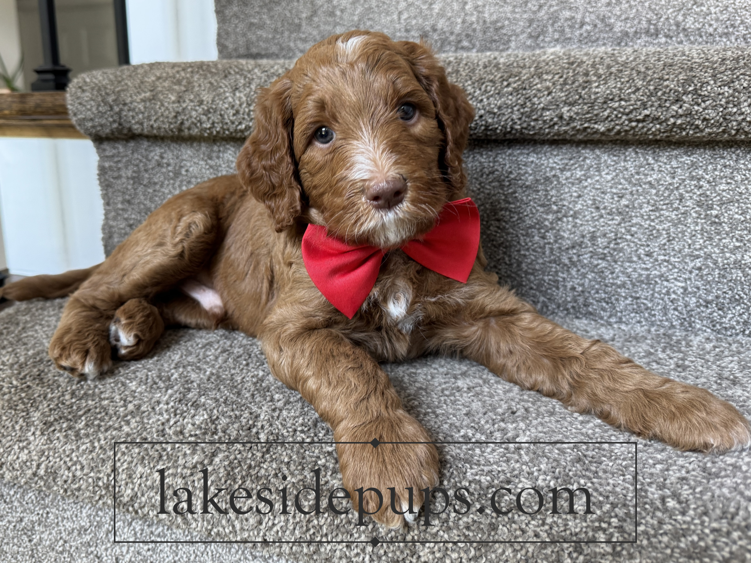 five weeks old