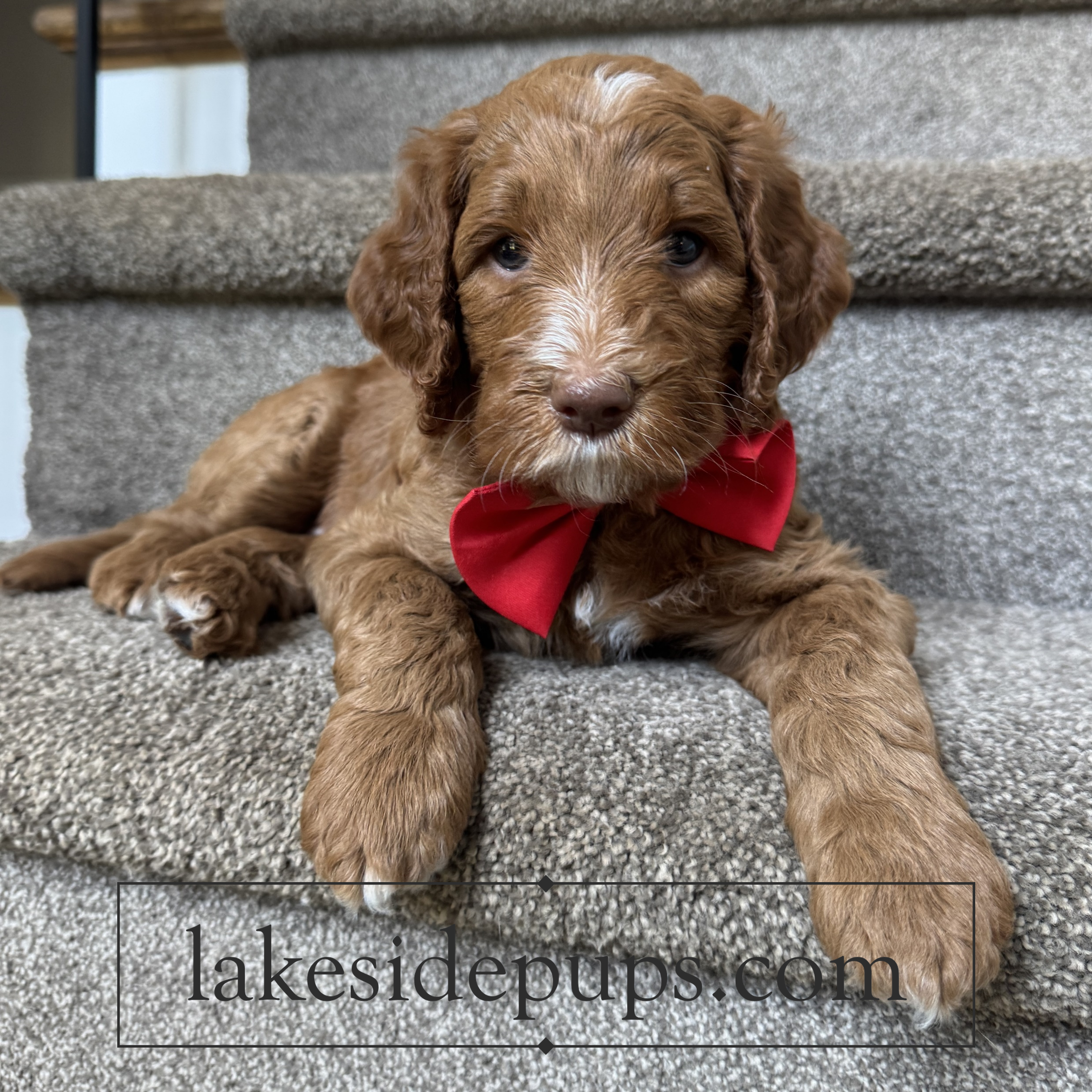 five weeks old