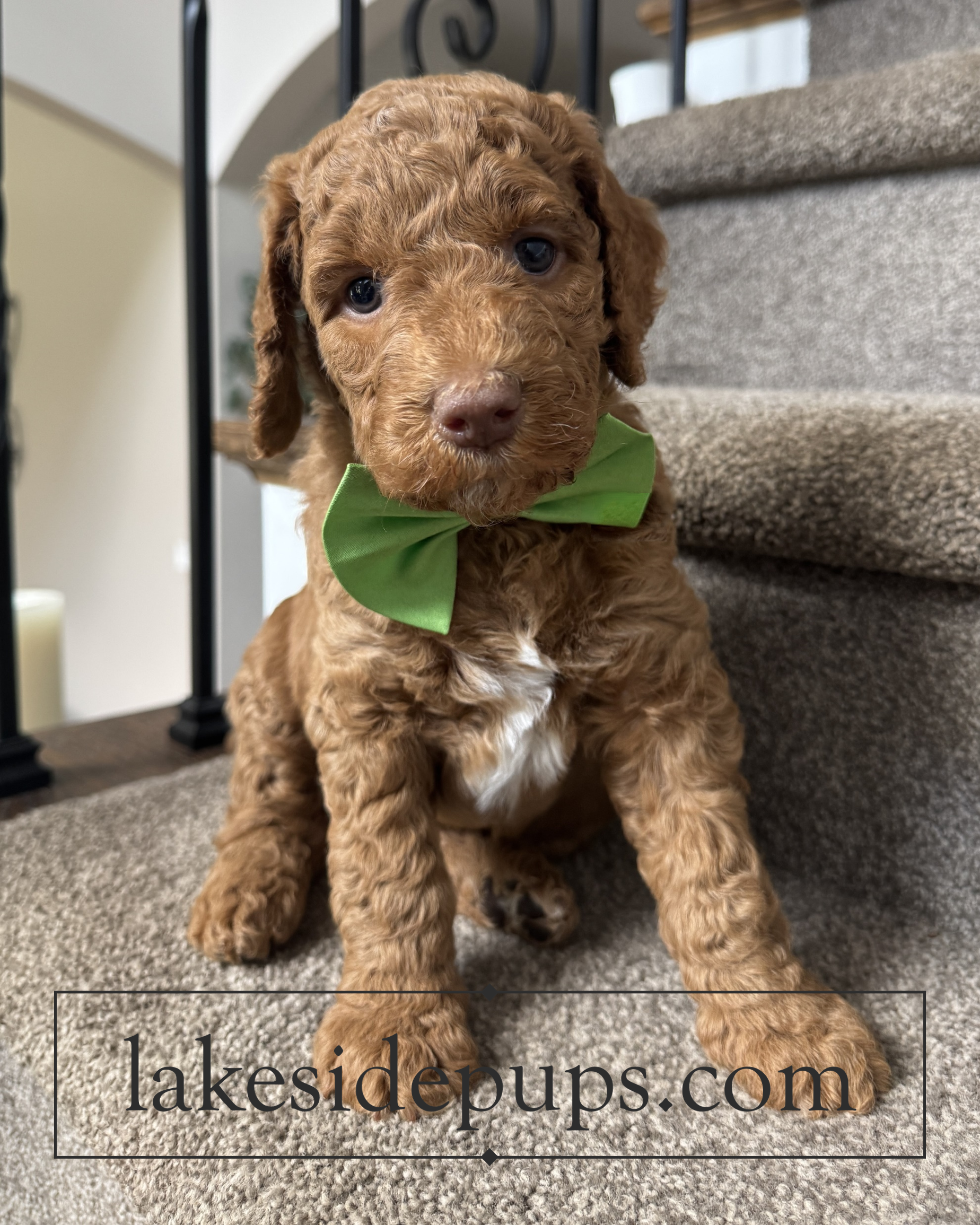 five weeks old