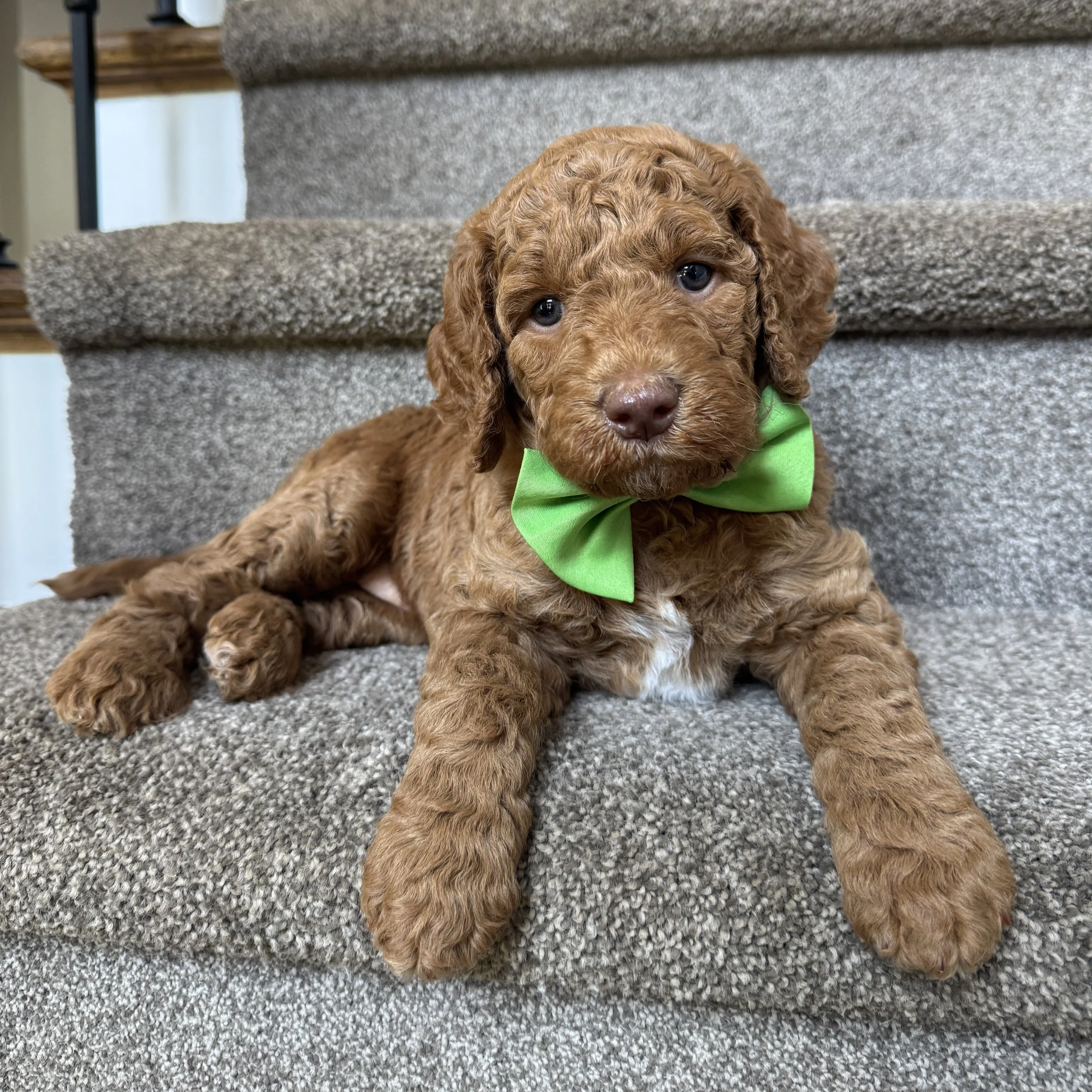 five weeks old