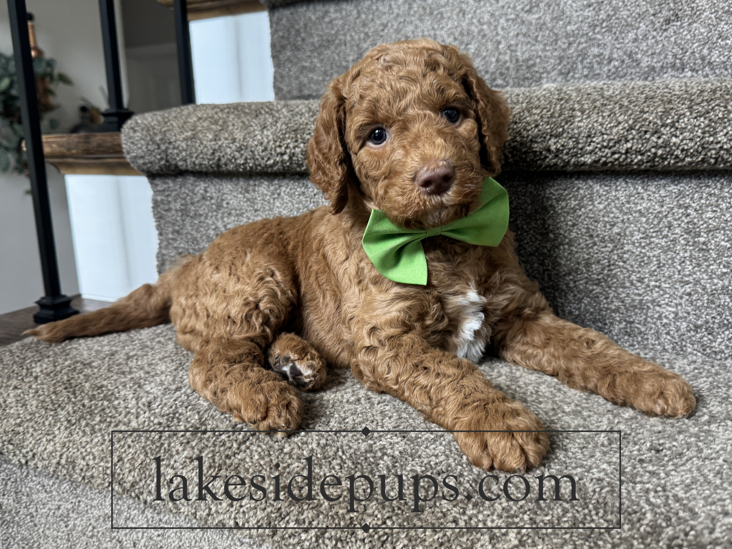 five weeks old